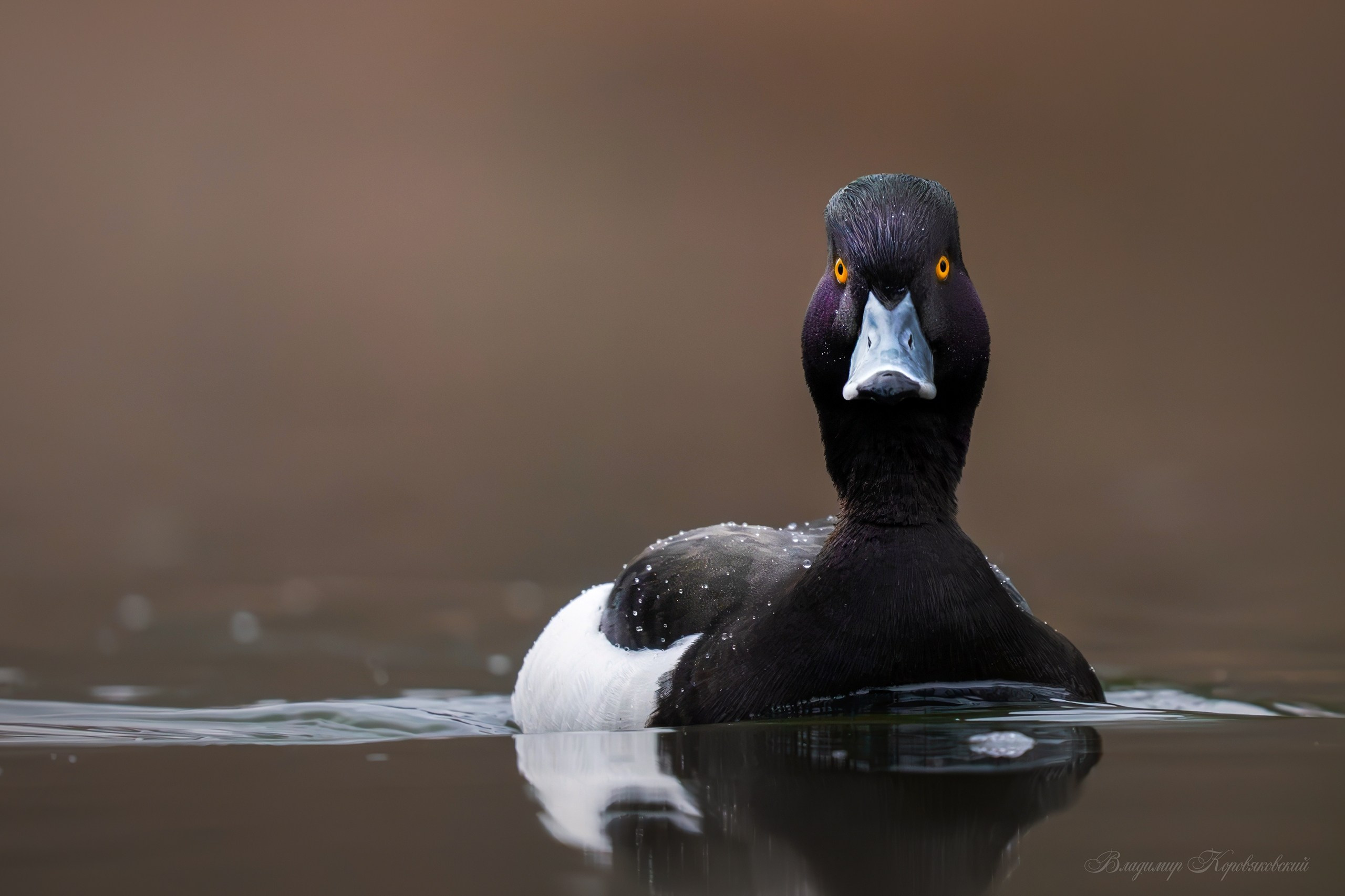 Животные. Фотограф Владимир Коровяковский