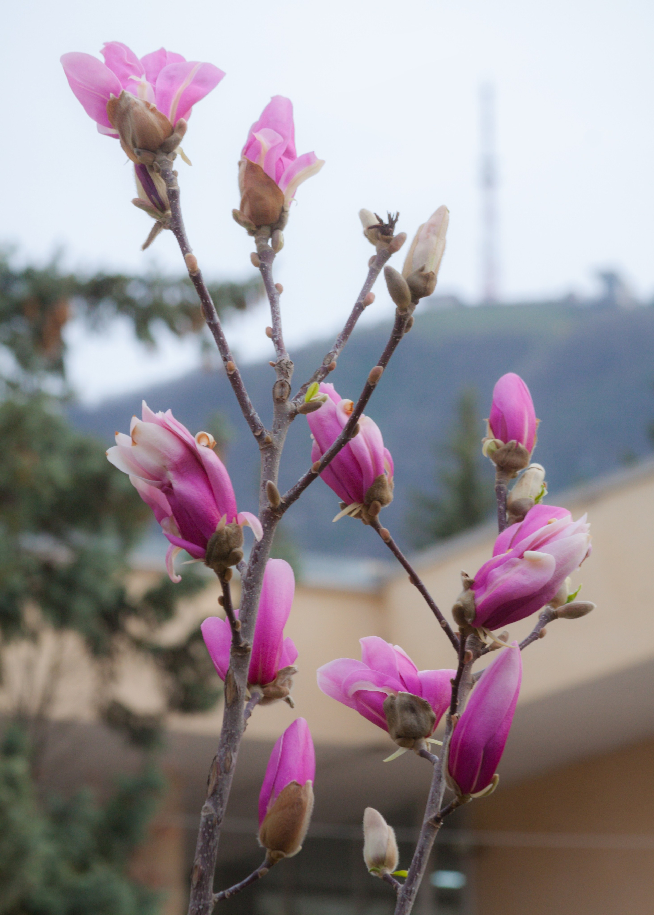 Как цветёт магнолия в Пятигорске. Пейзажный и архитектурный фотограф юга России