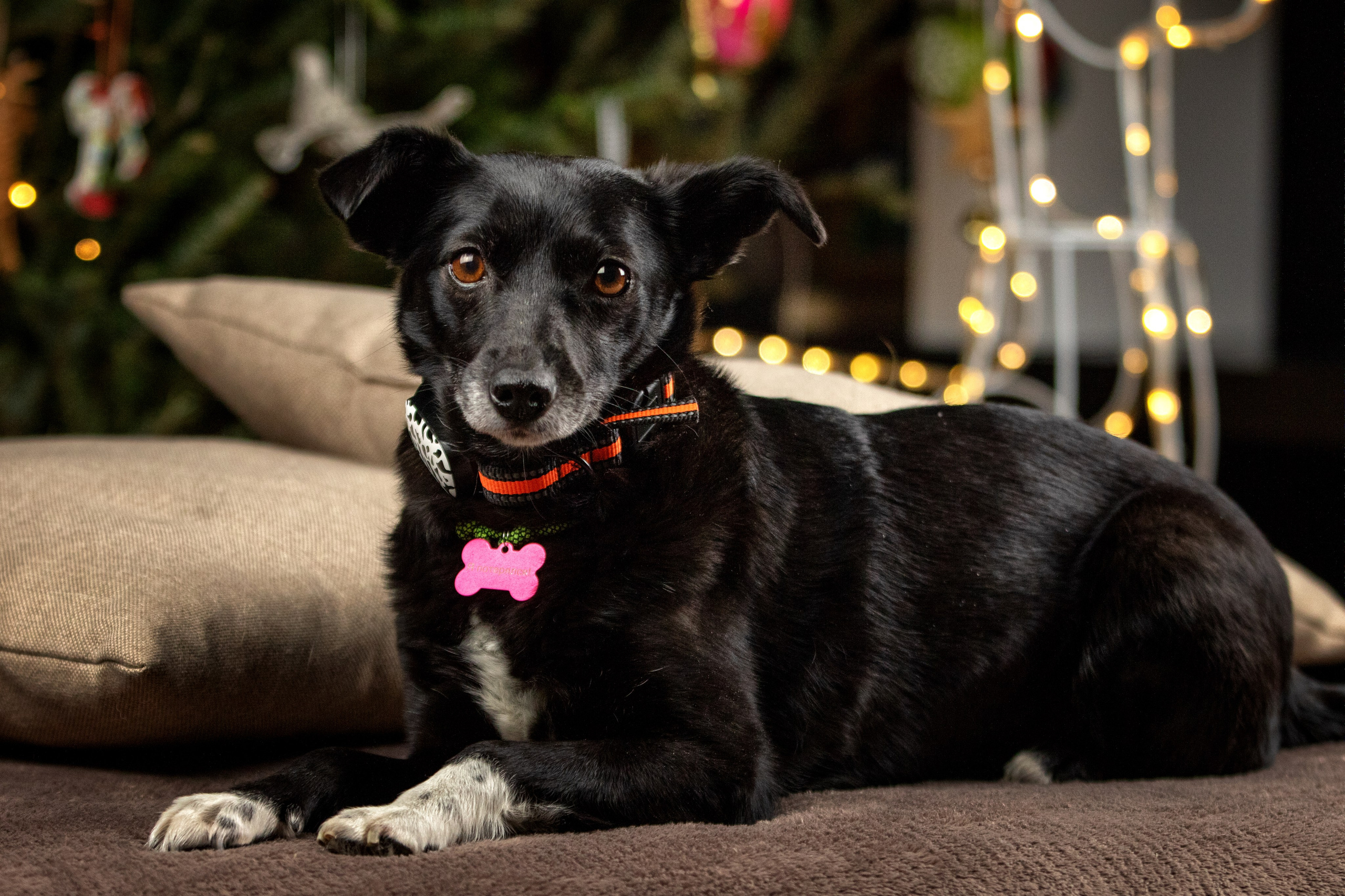 Рождественская история Бусинки. Фотограф-анималист Юлия Зубкова