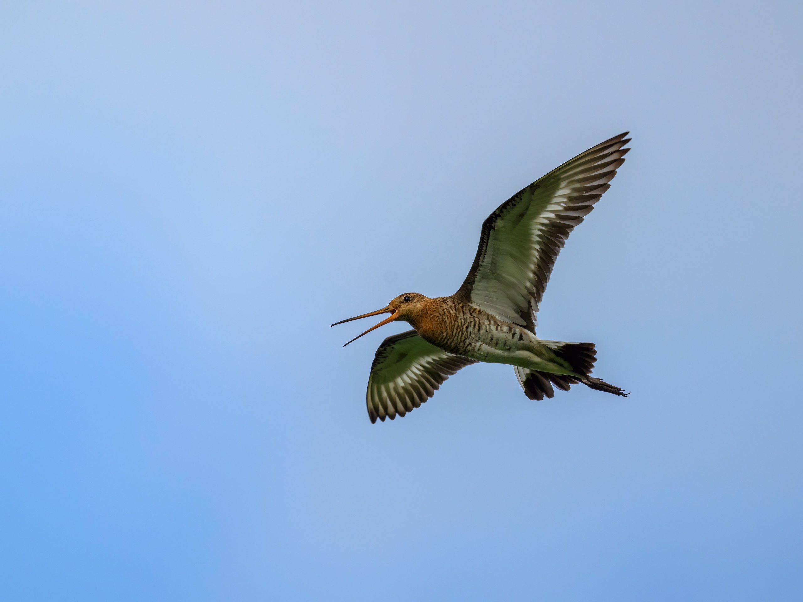 Веретенник и пожар на болоте. Wildlife photography by Sergey Puponin