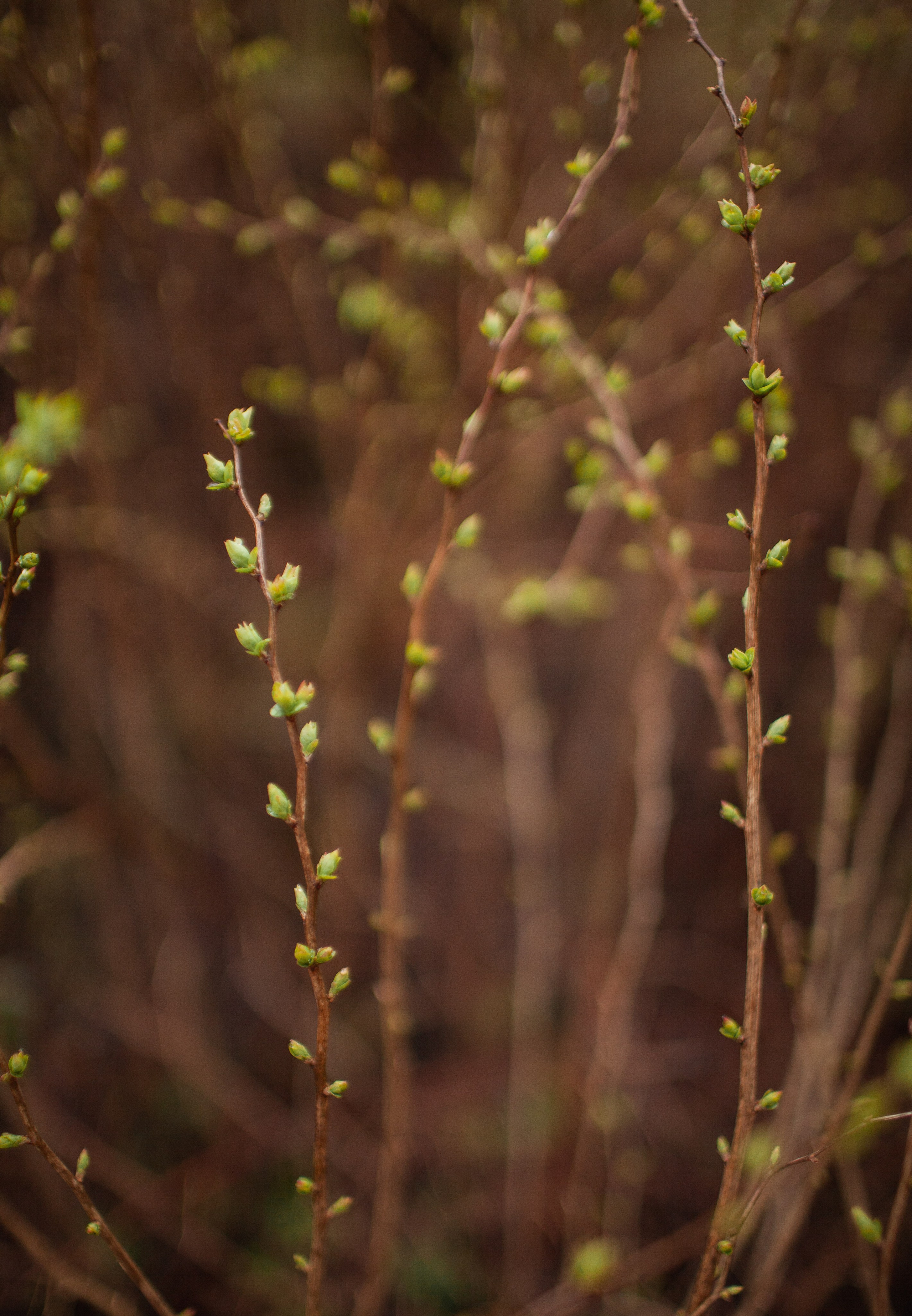 Пробуждение весны