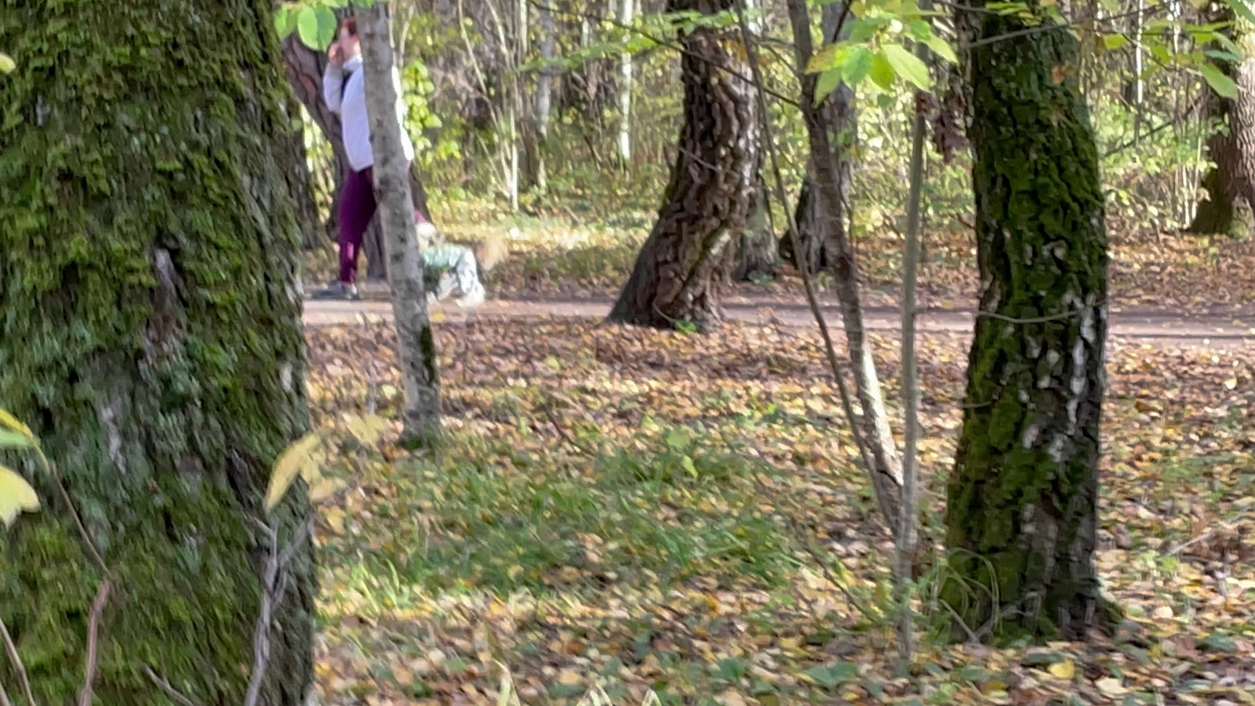 Честер и ко. осенью в Тропарево. Питомник китайских хохлатых собак Poale Ell: купить щенка в питомнике