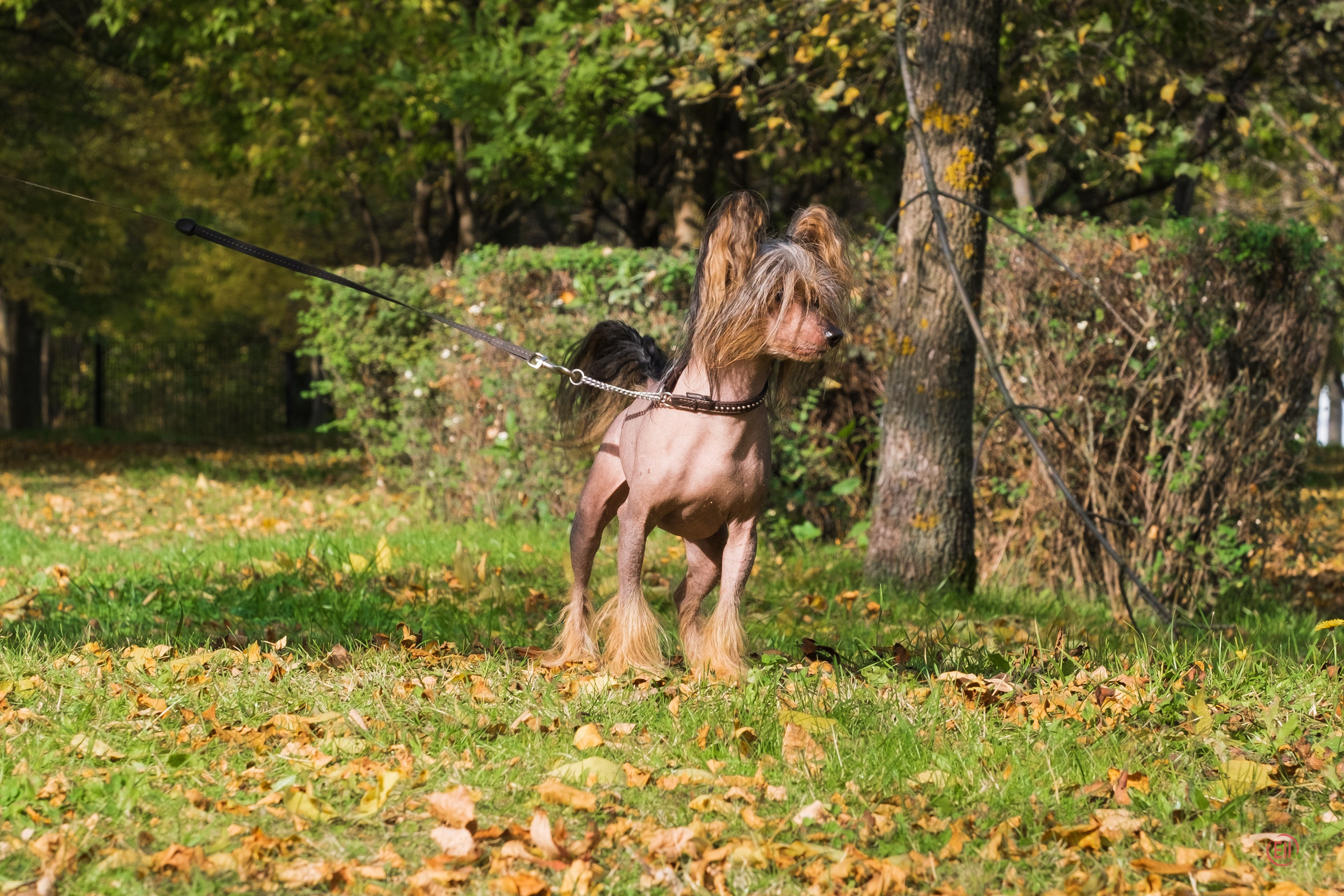 On a walk. Chinese Crested Dog Kennel Poale Ell