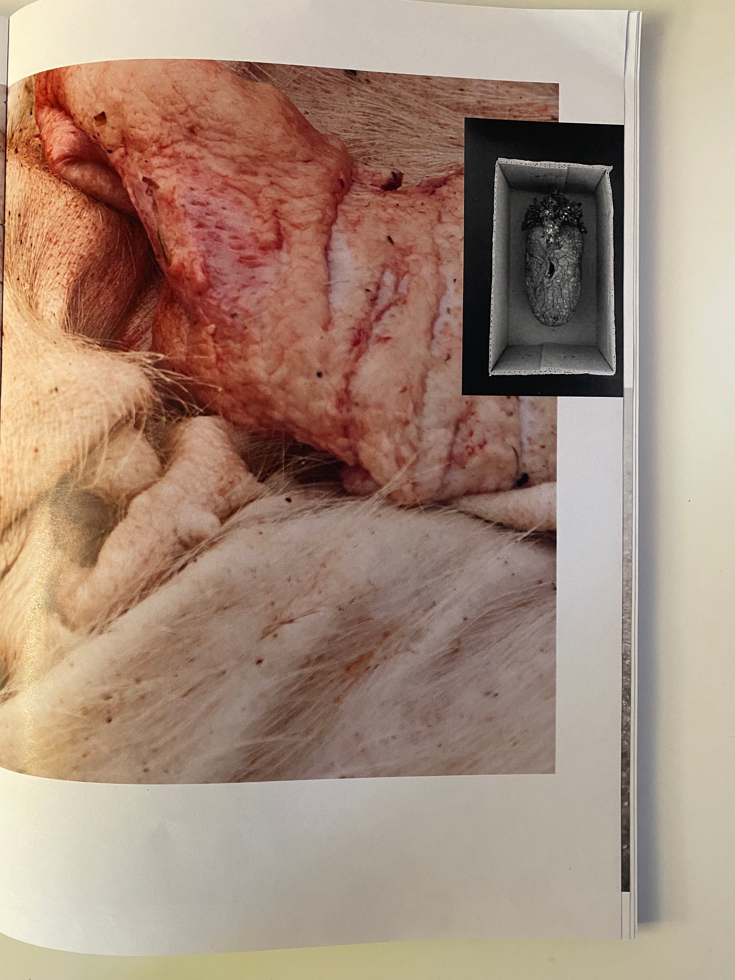 Работы Ольги Михальчук в коллективном зине российских художников. Ольга Михальчук, художница и фотограф