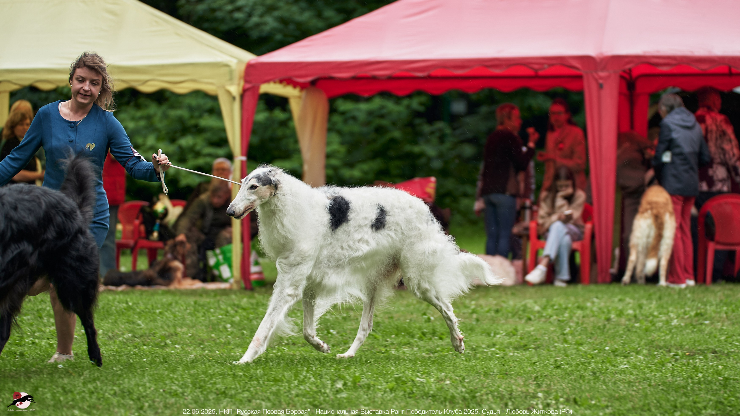 22.06.2025 | Национальная Выставка НКП "Русская Псовая Борзая"