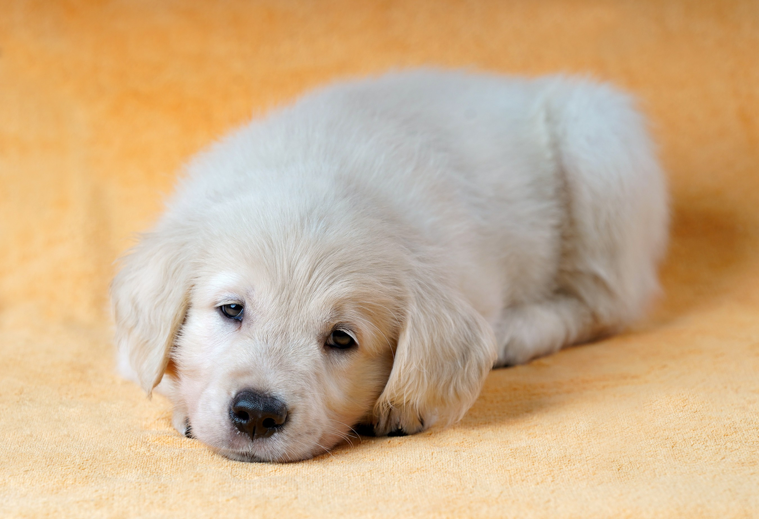 съемка собак, съемка щенков , съемка собак для авито, съемка щенков для авито, грумминг, фотограф животных. фотограф собак,съемка собак Нижний Новгород, съемка собак Бор,