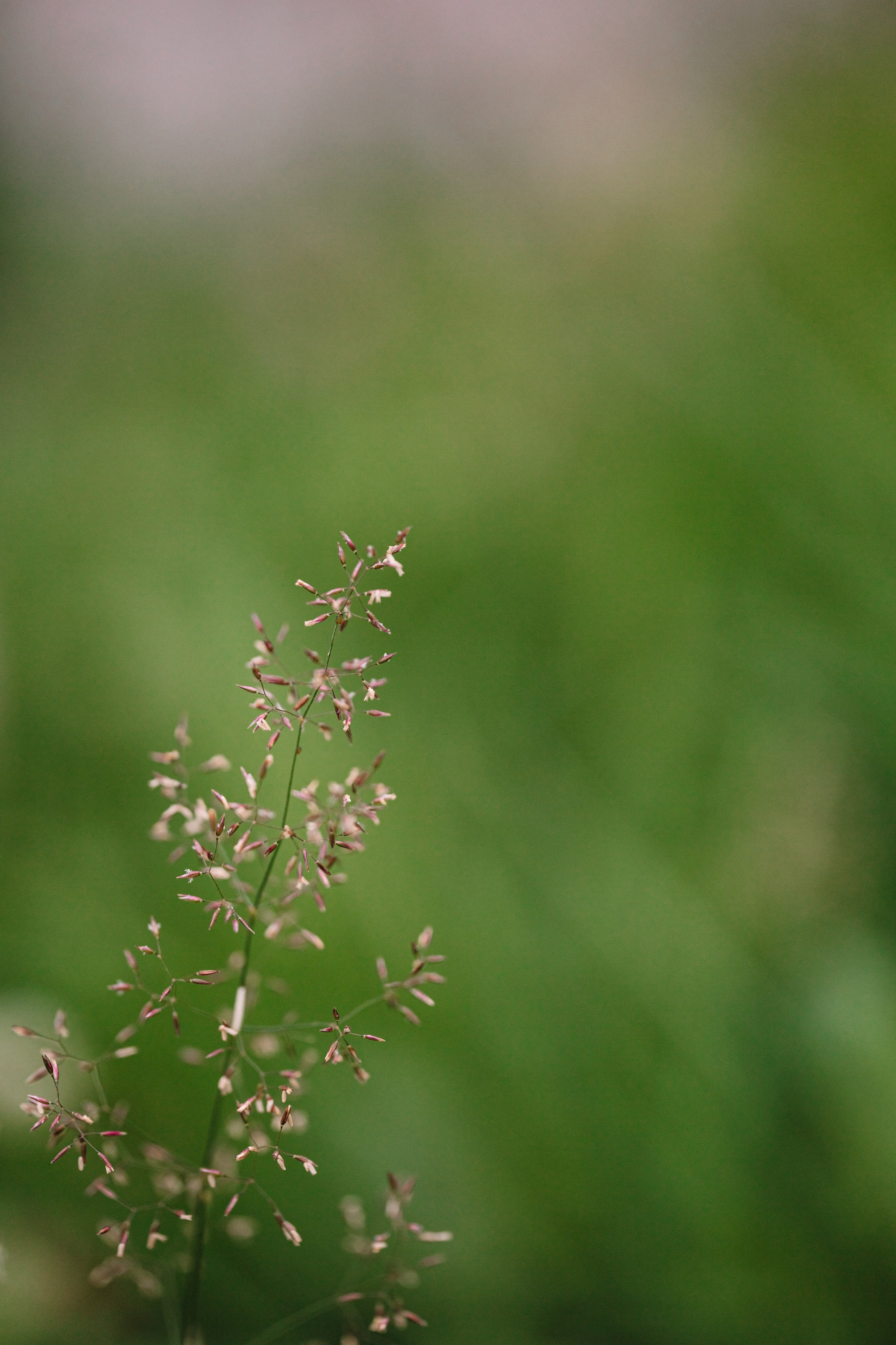 Green. Фотограф Олеся Кавлакан