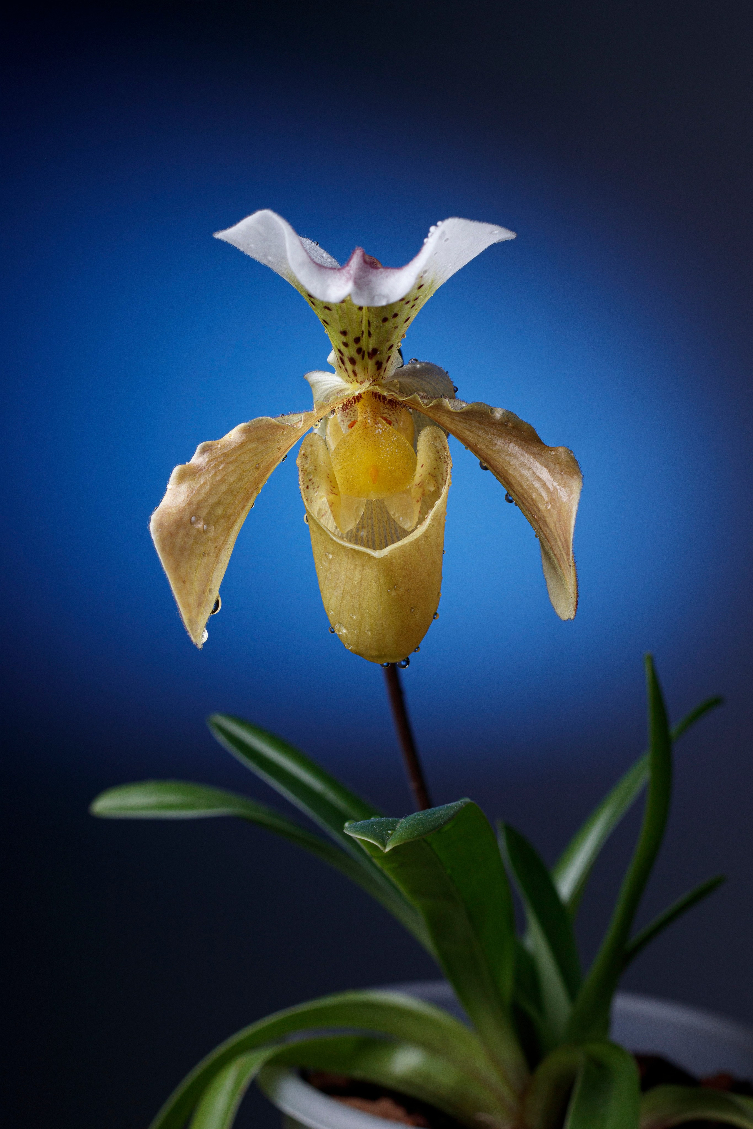 Marketplace Photography – Product Images Optimized for Online Sales