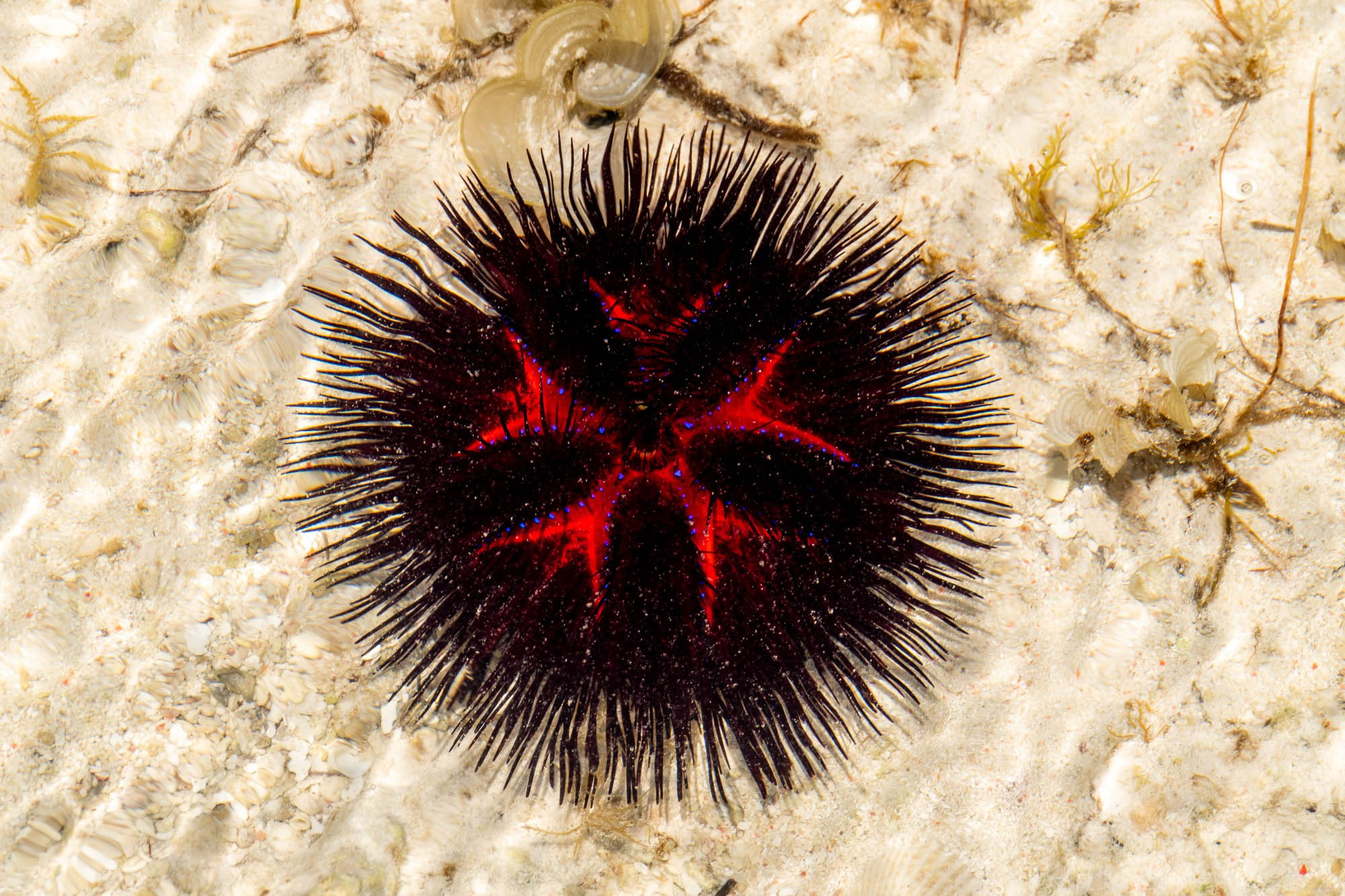 Африка, Танзания, Занзибар, Нунгви. Africa, Tanzania, Zanzibar, Nungwi. Фотограф Алексей Скоробогатько