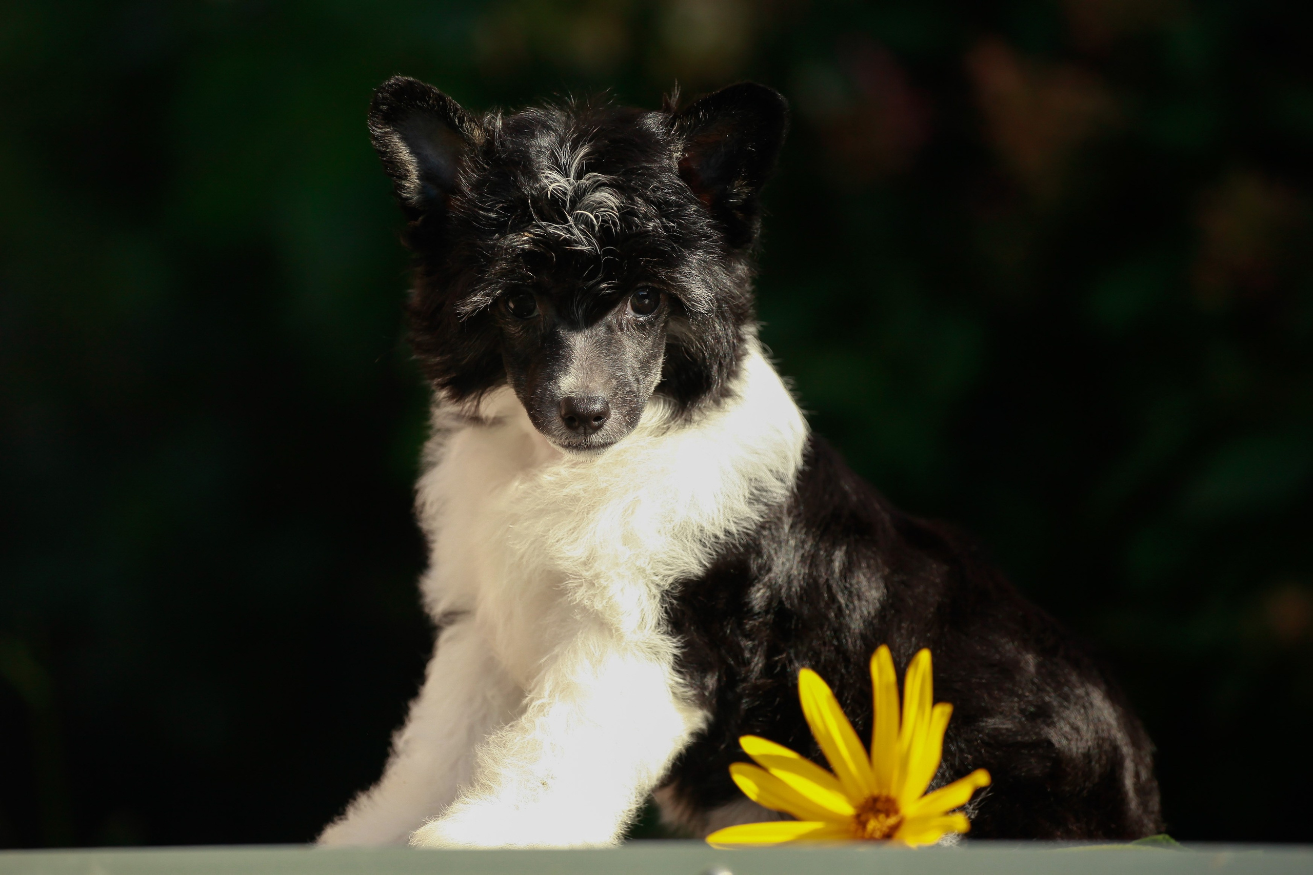 Poale Ell Chester Becomes a Dad for the First Time. Chinese Crested Dog Kennel Poale Ell