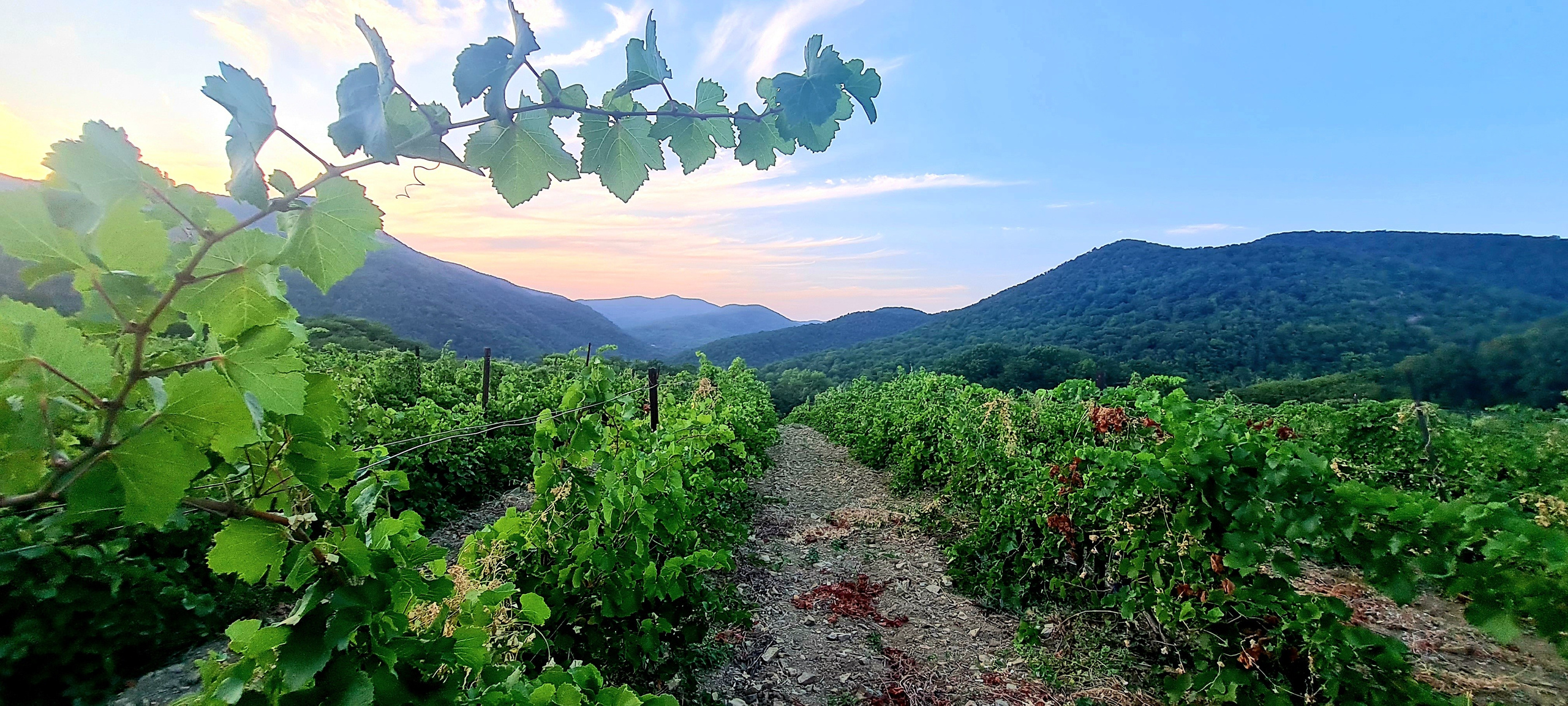 Организация свадьбы в Абрау-Дюрсо. Свадьба в Абрау-Дюрсо