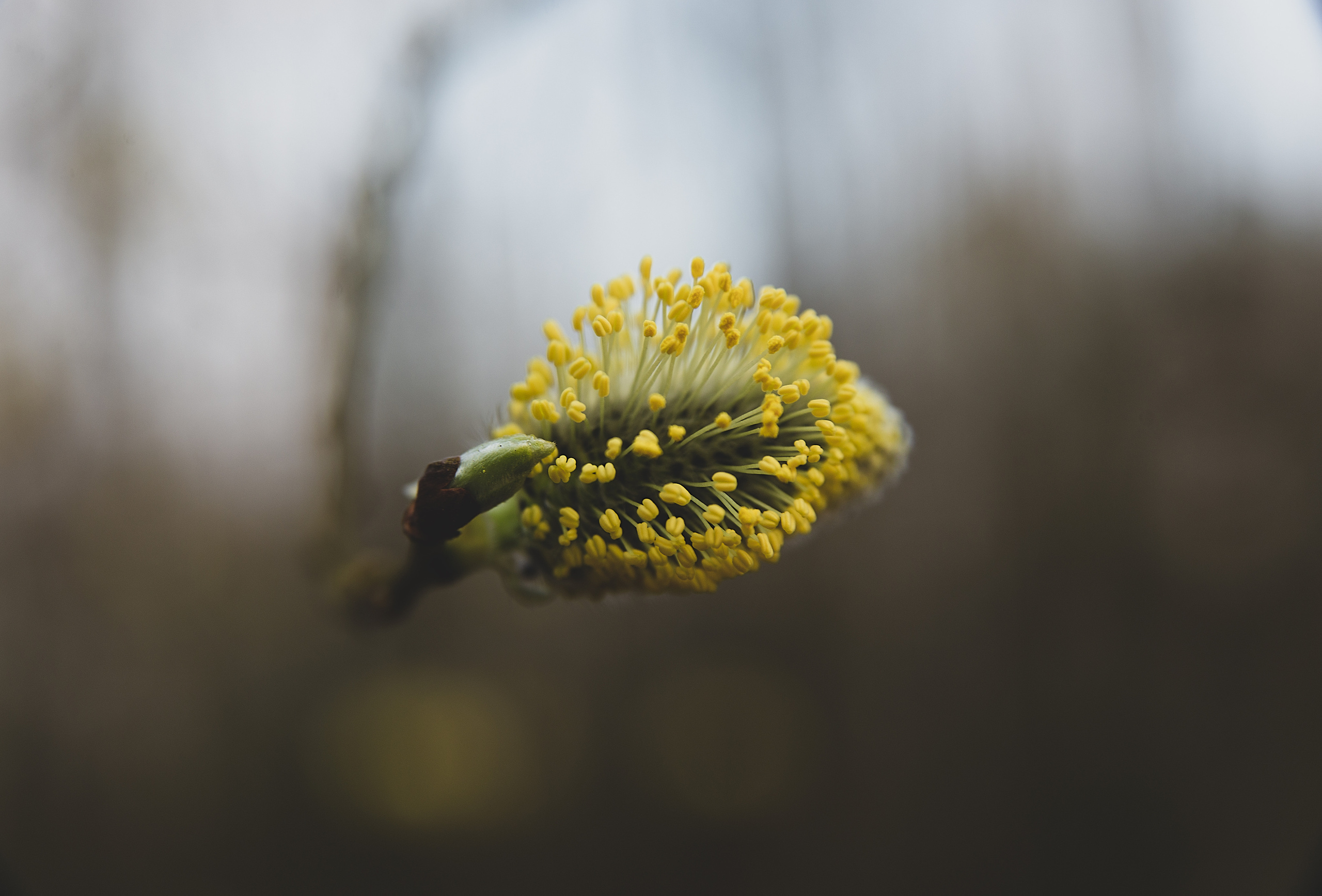 Художественные фотографии и фотокартины на продажу. Фотограф (photographer) Lischinski Vitaliy