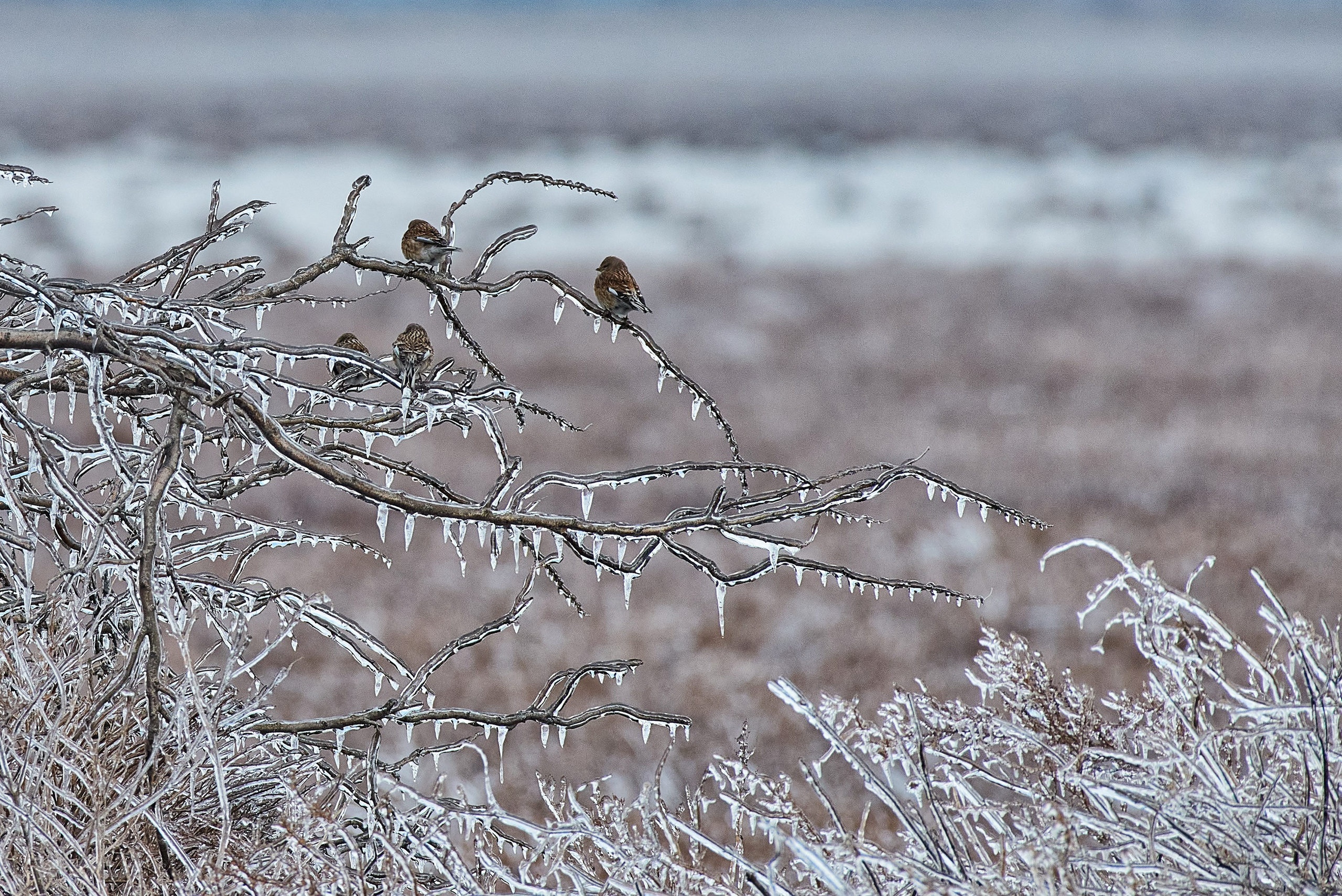 Фотографии животных. Яркие фото на Чёрном море