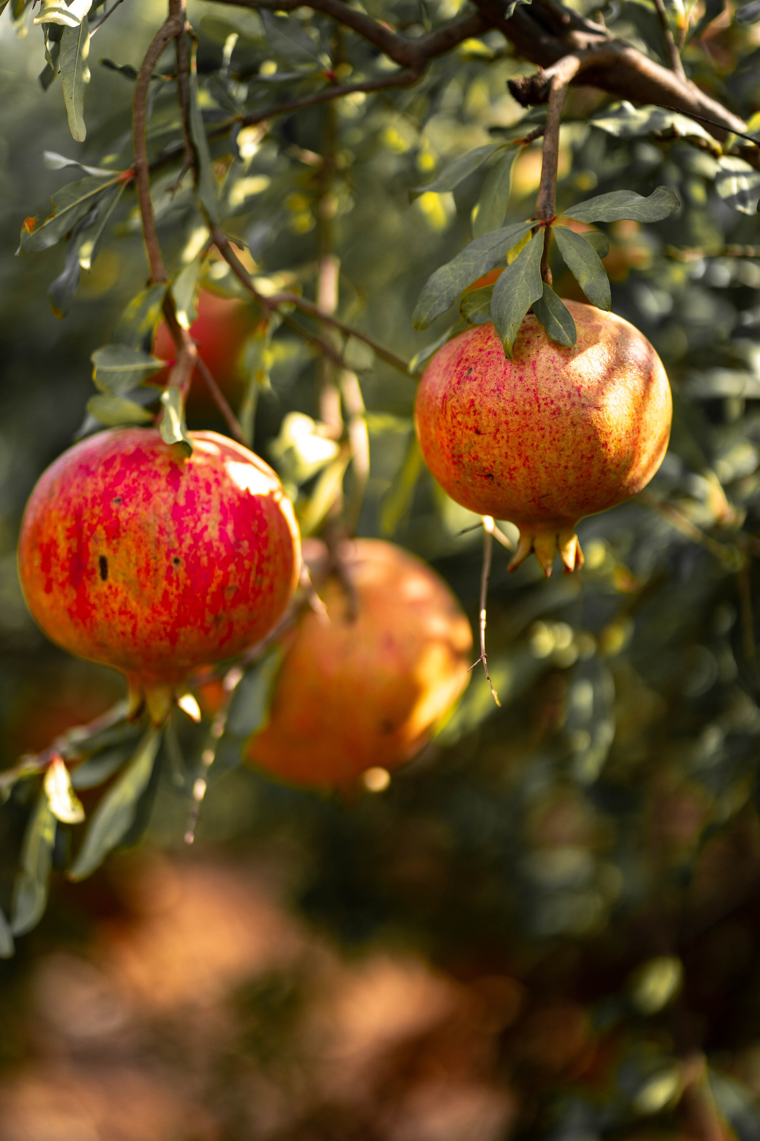 Гранатовый сад. Семейный и детский фотограф в Израиле и Москве Дорошок Надя