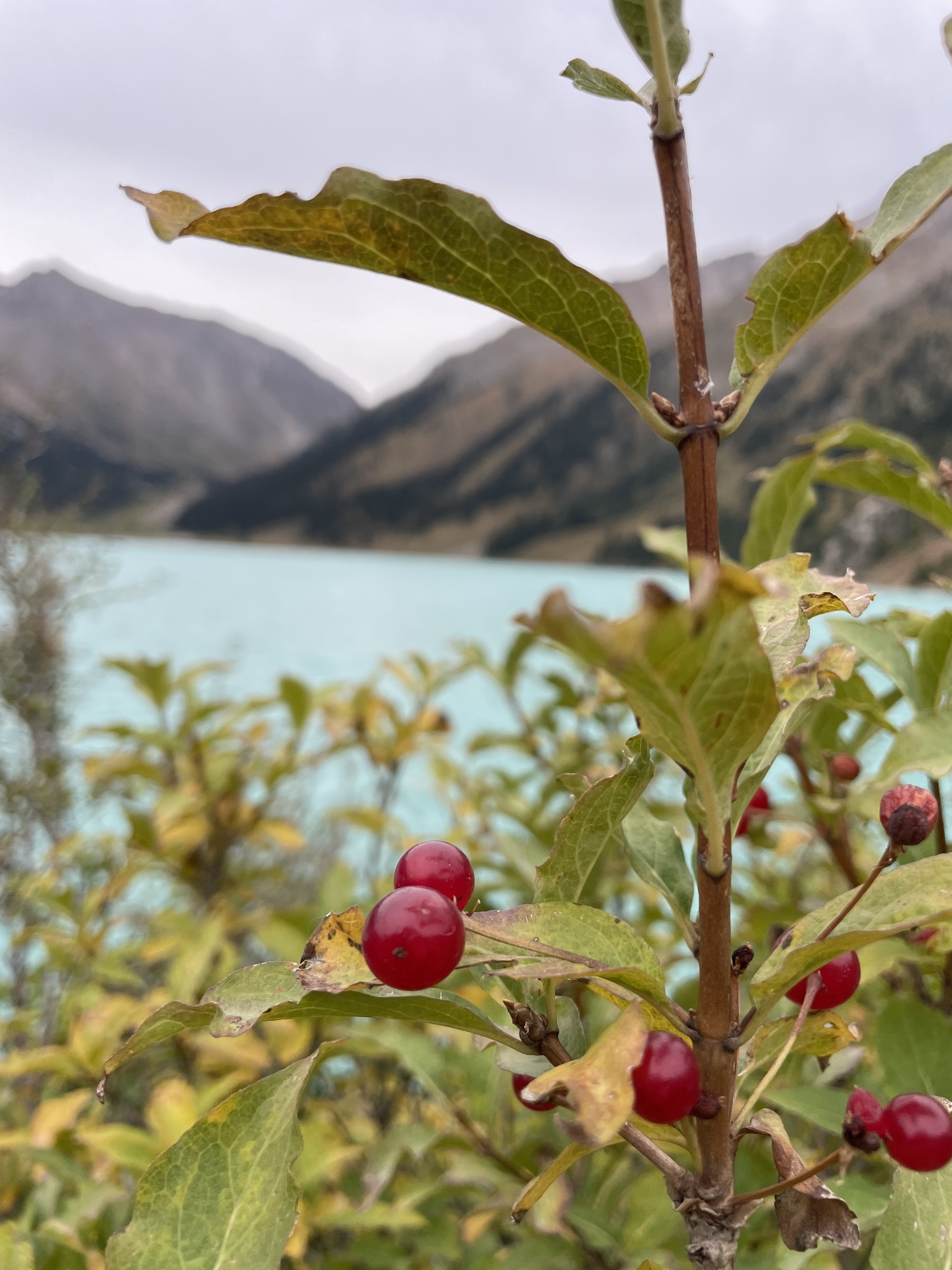 Большое Алматинское Озеро БАО рядом с Алматы, Казахстан. Где находится, как доехать, фото и видео зимой и летом