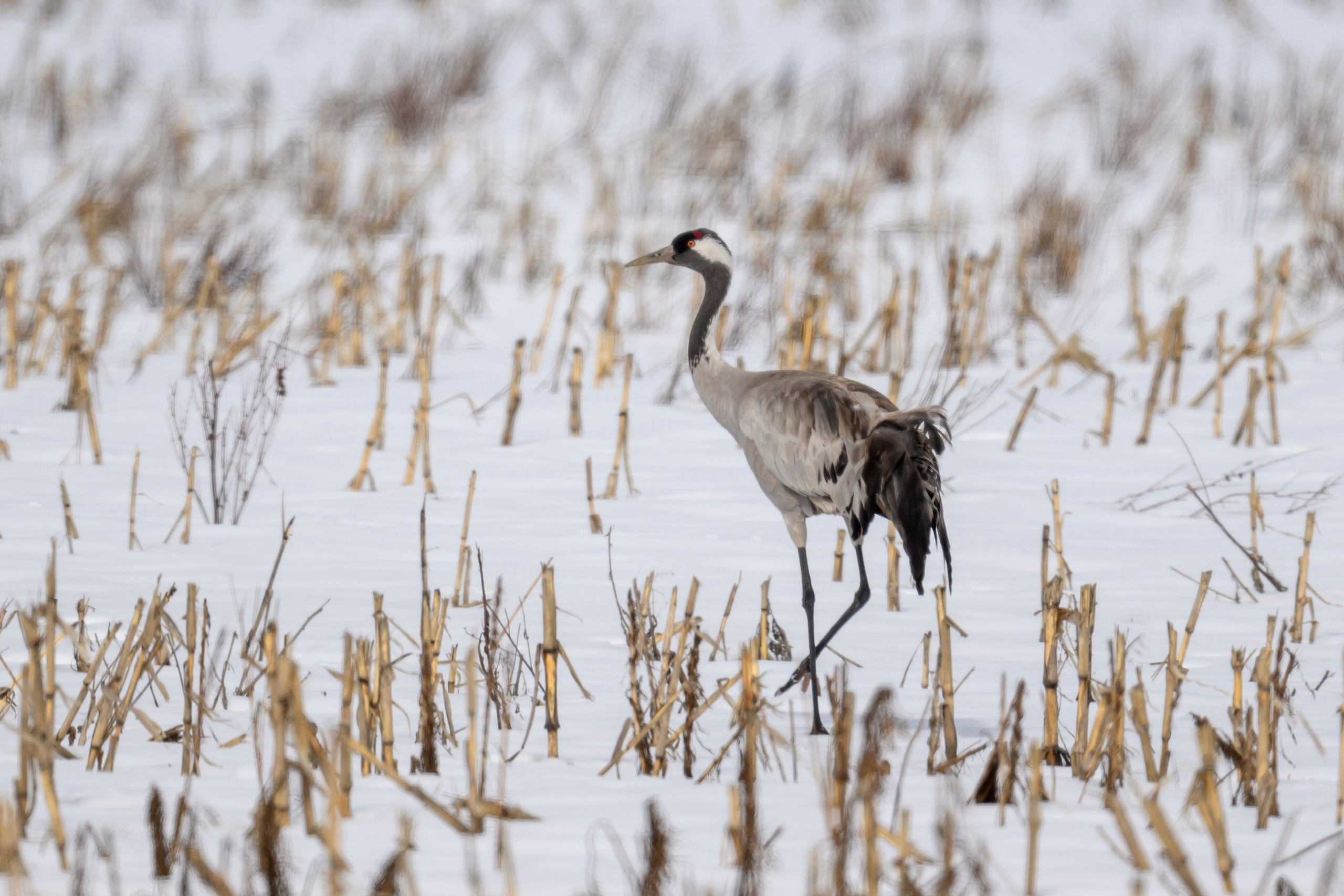 Сова, журавли и свадьба чибисов. Wildlife photography by Sergey Puponin