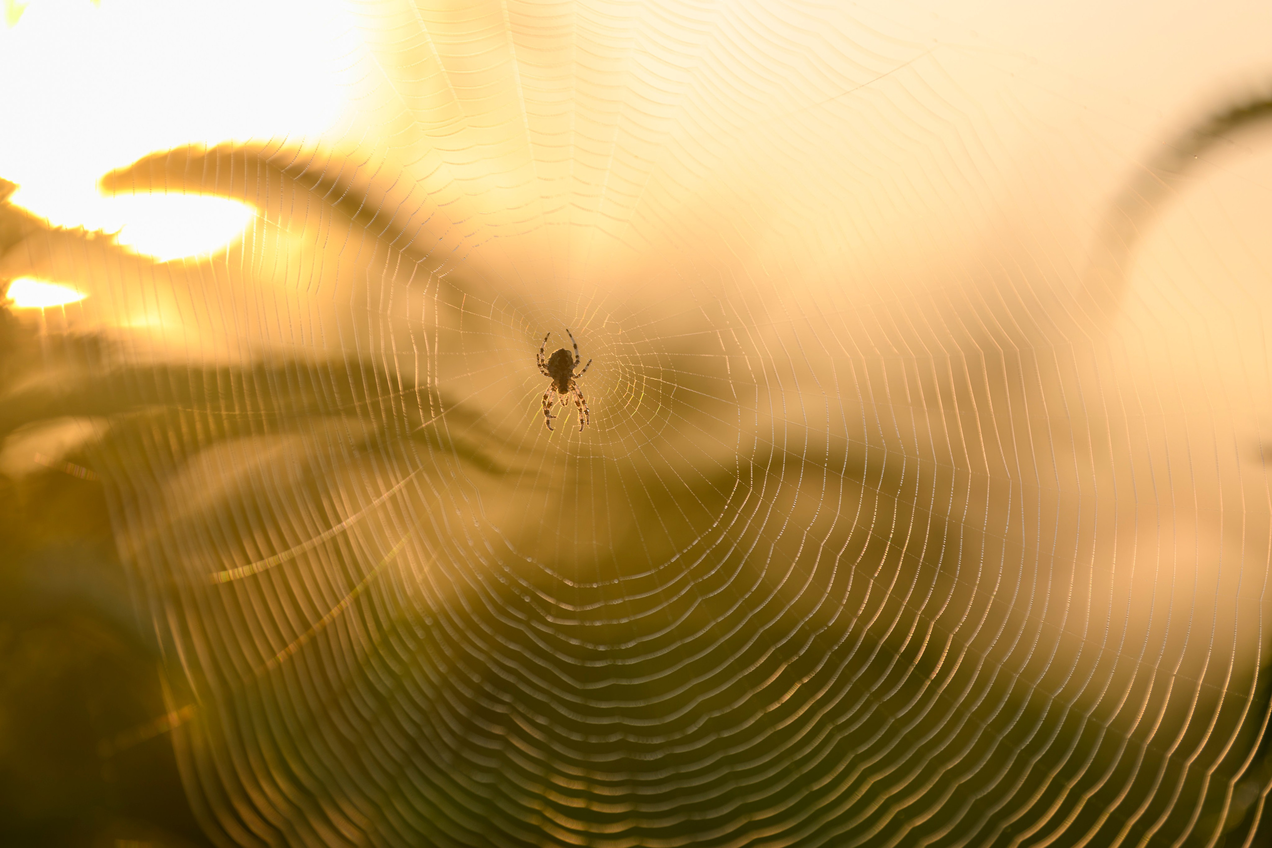 Совята завтракают. The owlets are having breakfast. Wildlife photography by Sergey Puponin