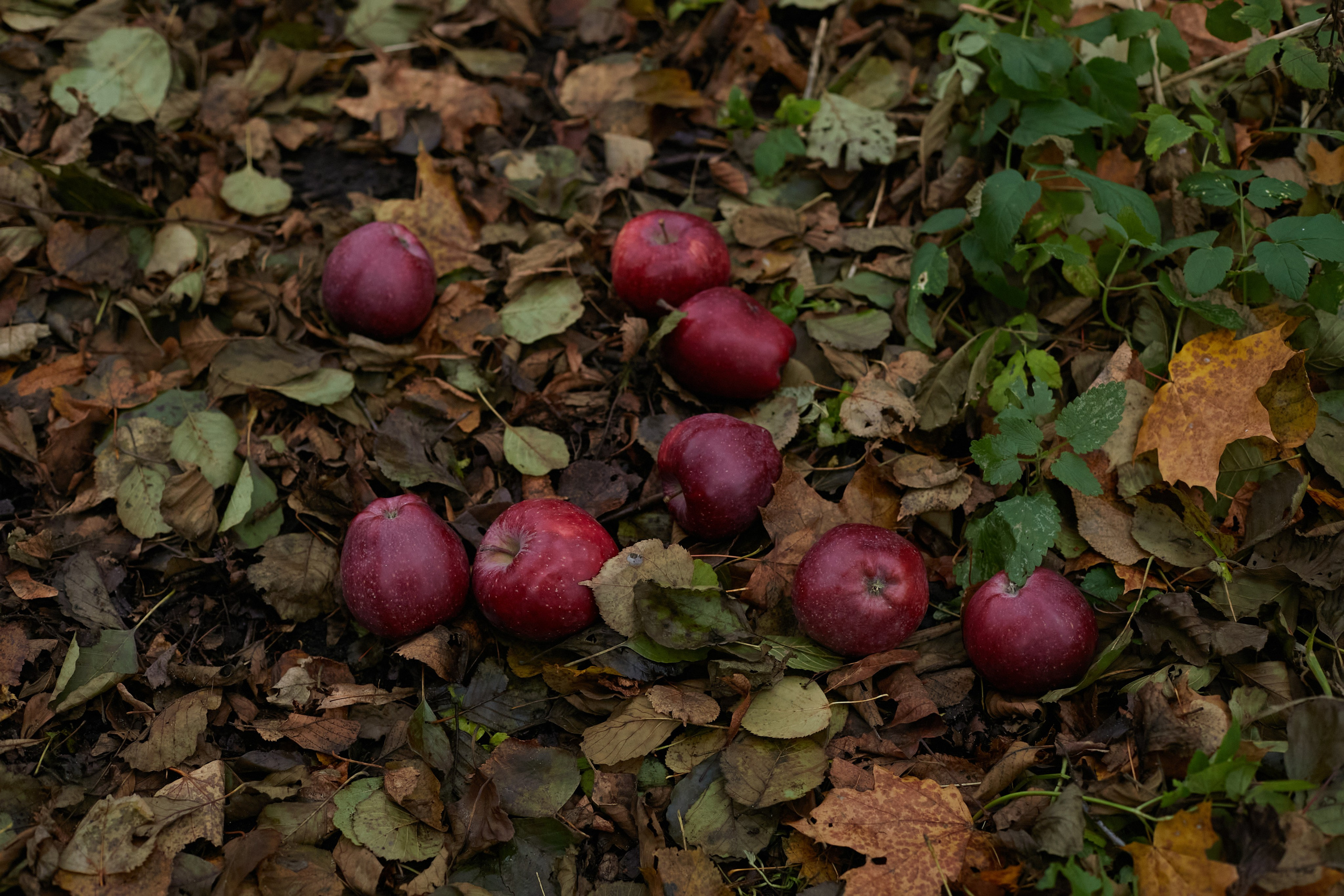 «Люся». Свадебный и креативный фотограф в ЮФО и МСК