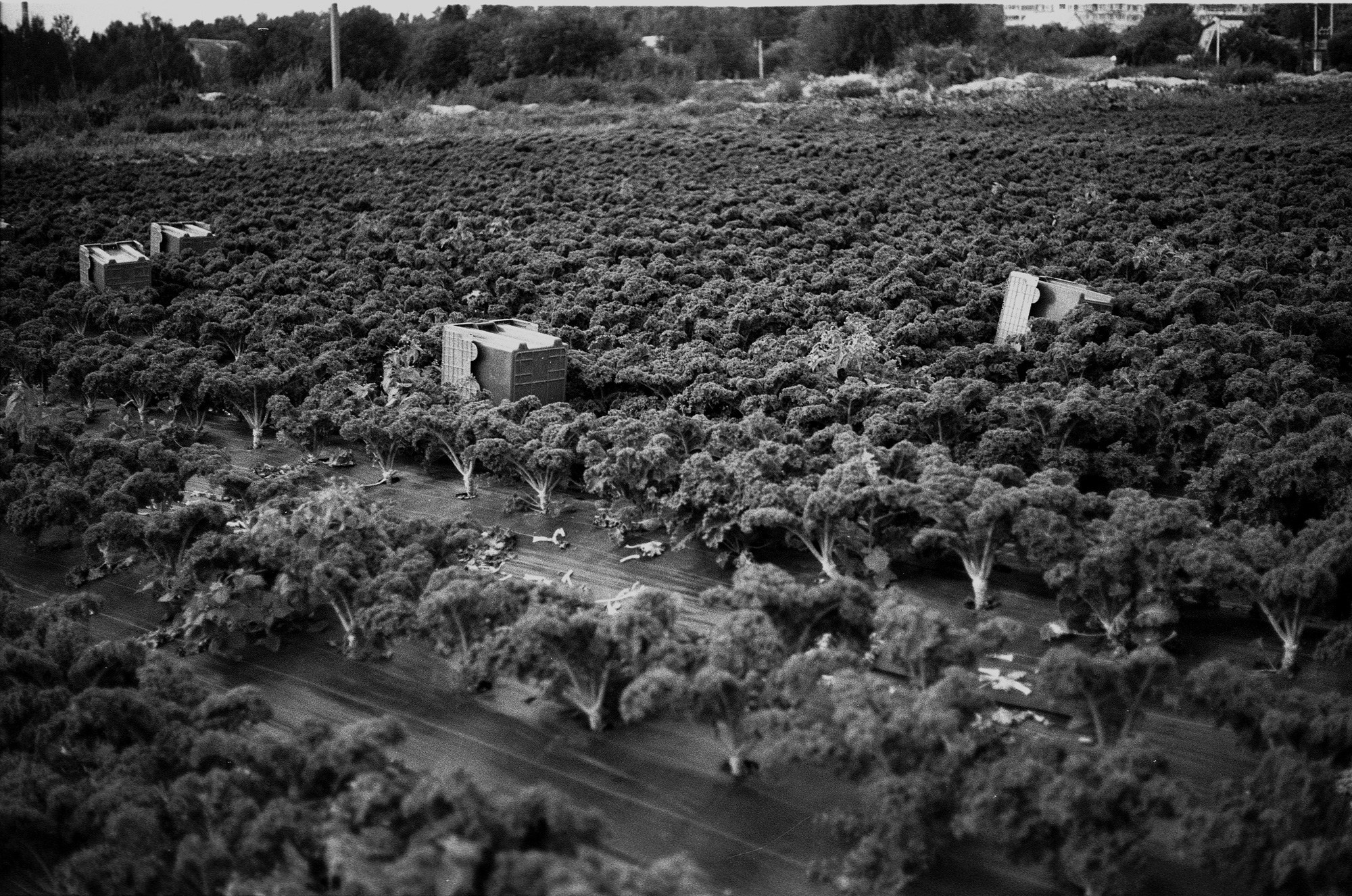 SuperFoodFarm. The history of the farm. Another person Pavel Potseluev. A photographer in 2025