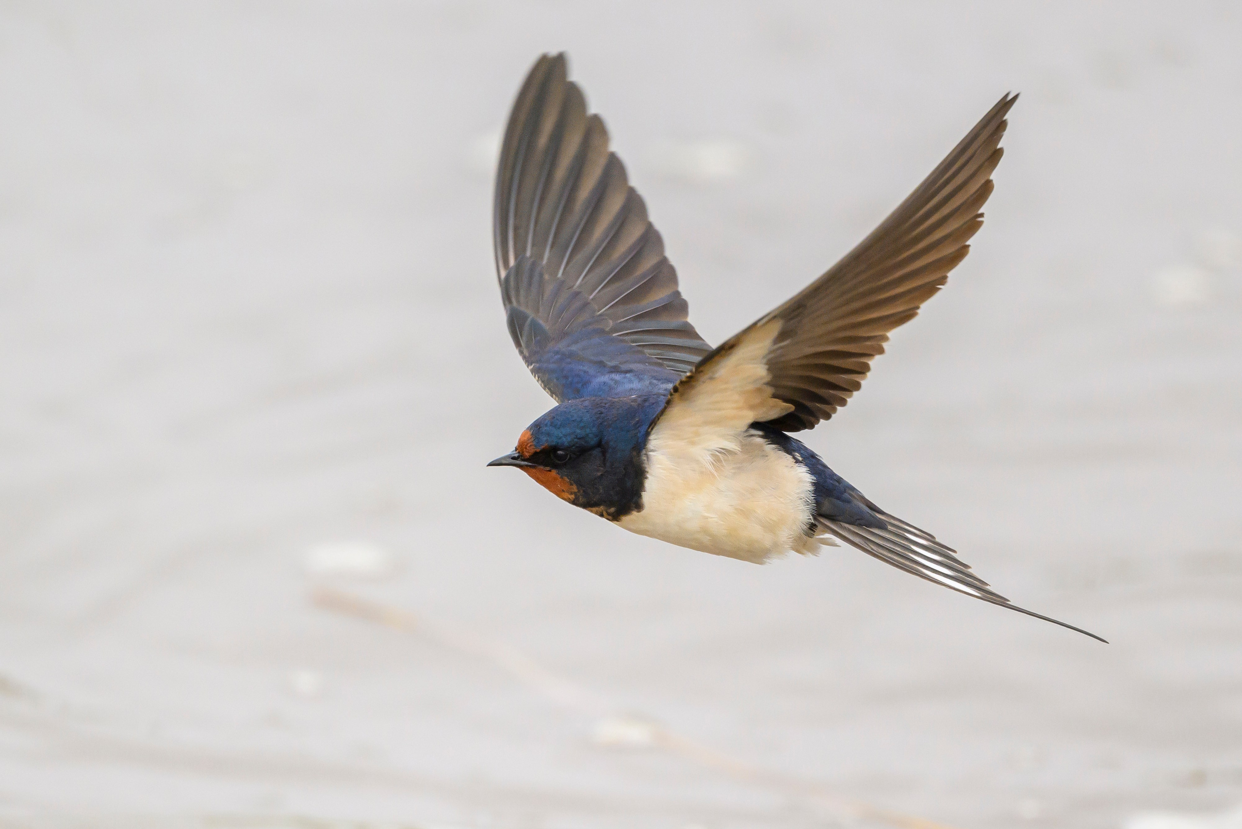 Снегопад. Wildlife photography by Sergey Puponin