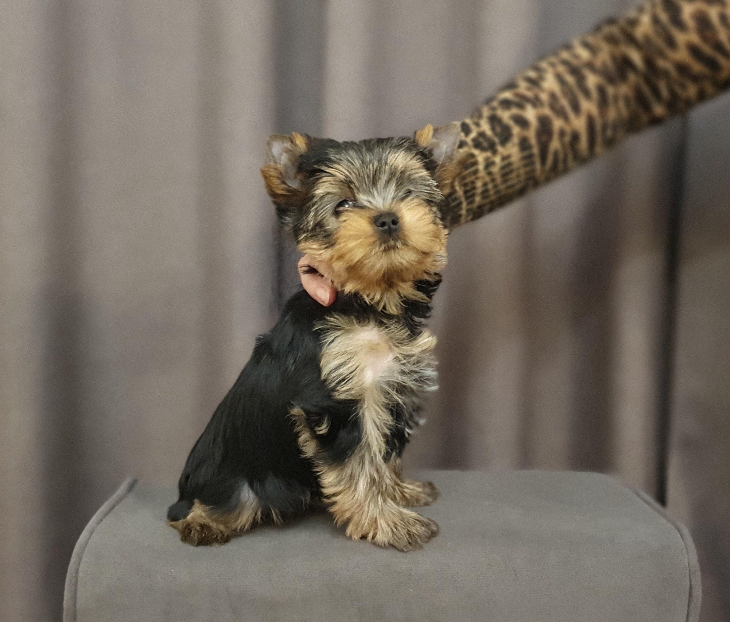 Щенки йоркширского терьера. Питомник Воле'Т Шоу Vole'T Shou. Йоркширский терьер — питомник йоркширских терьеров Vole'T Shou