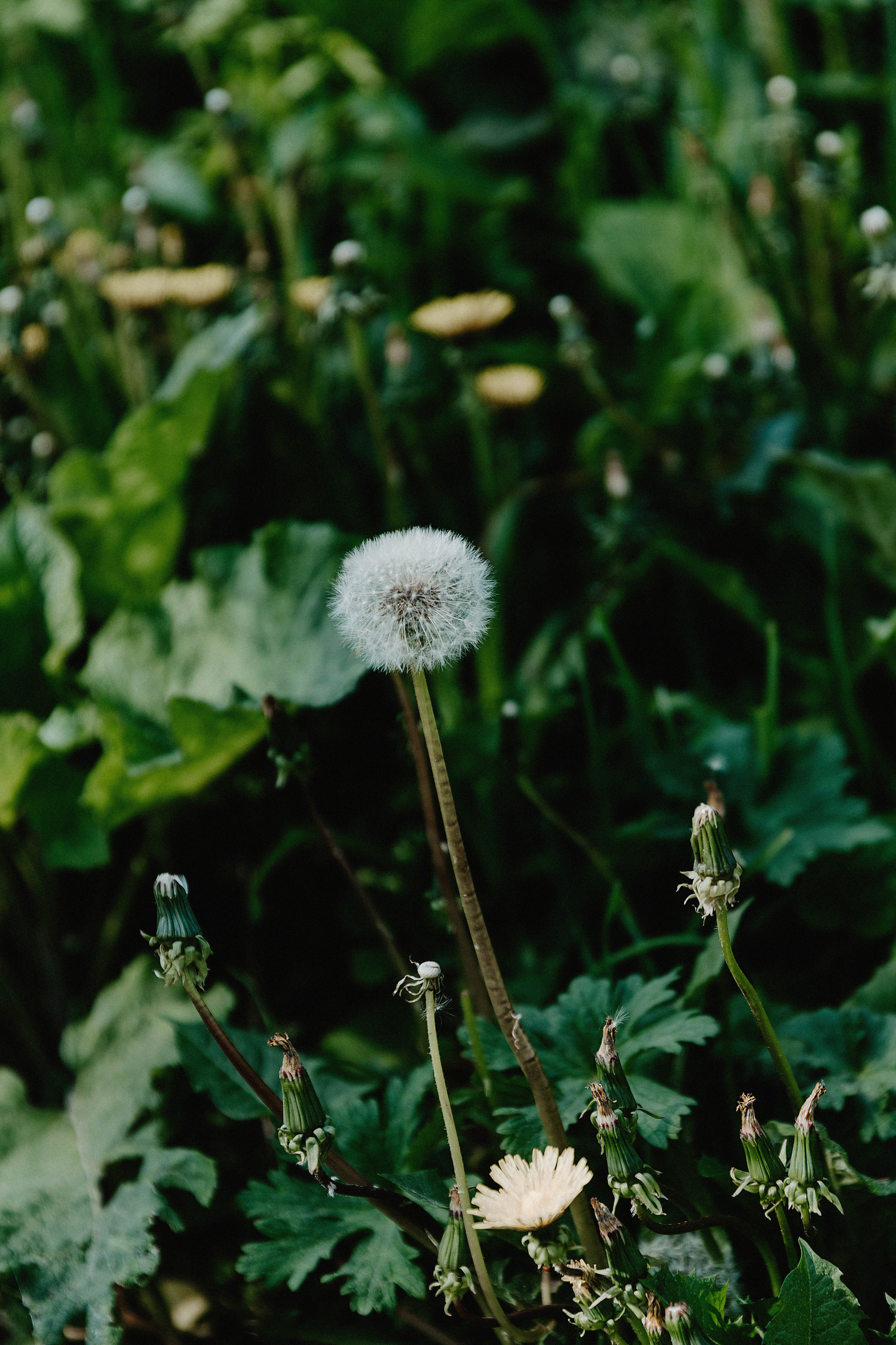 Brave Team. Свадебный, семейный и портретный фотограф в Алматы, Костанай