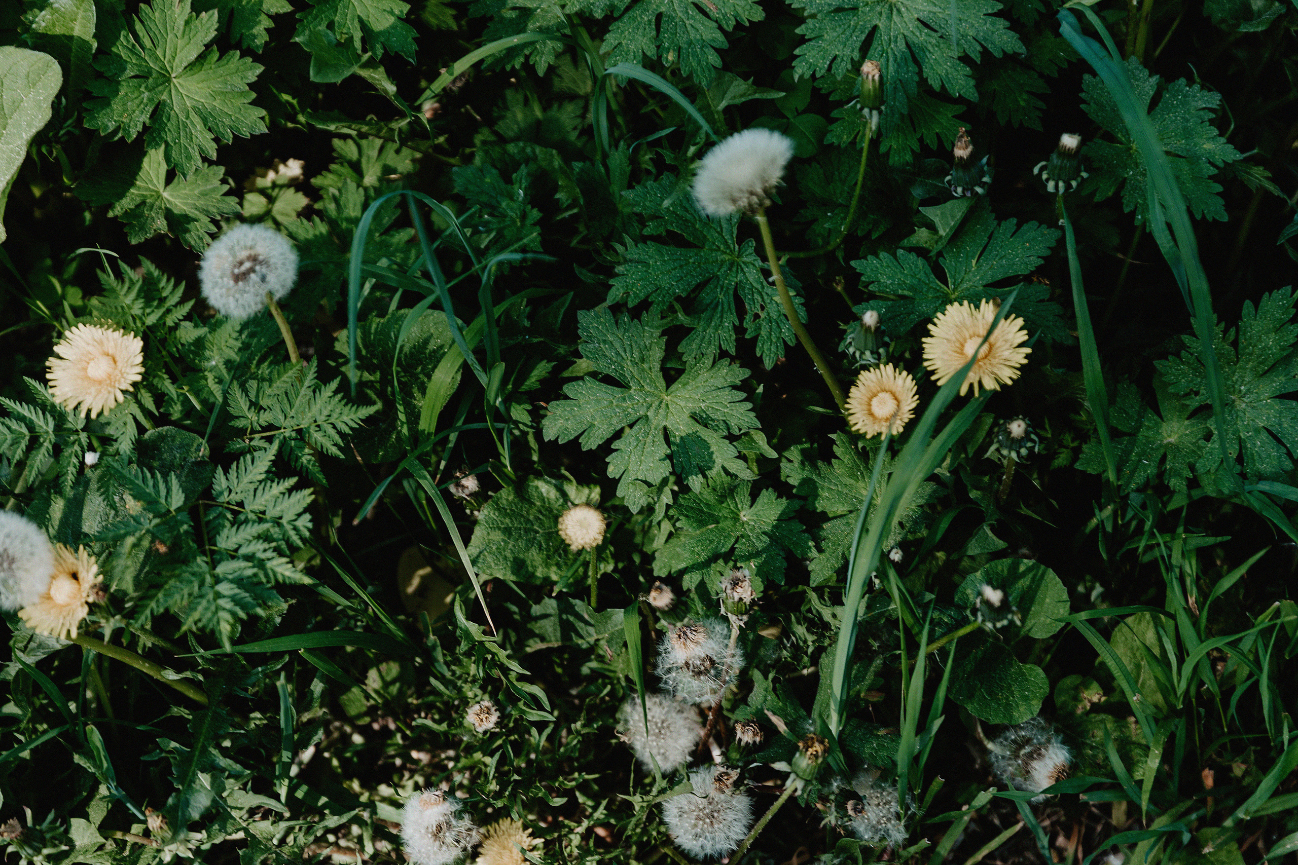 Brave Team. Свадебный, семейный и портретный фотограф в Алматы, Костанай