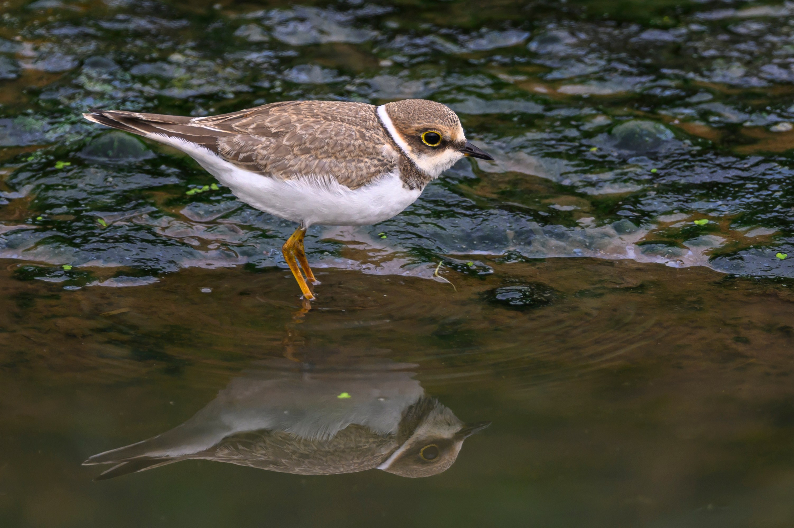 Цапля и малый зуек. Wildlife photography by Sergey Puponin
