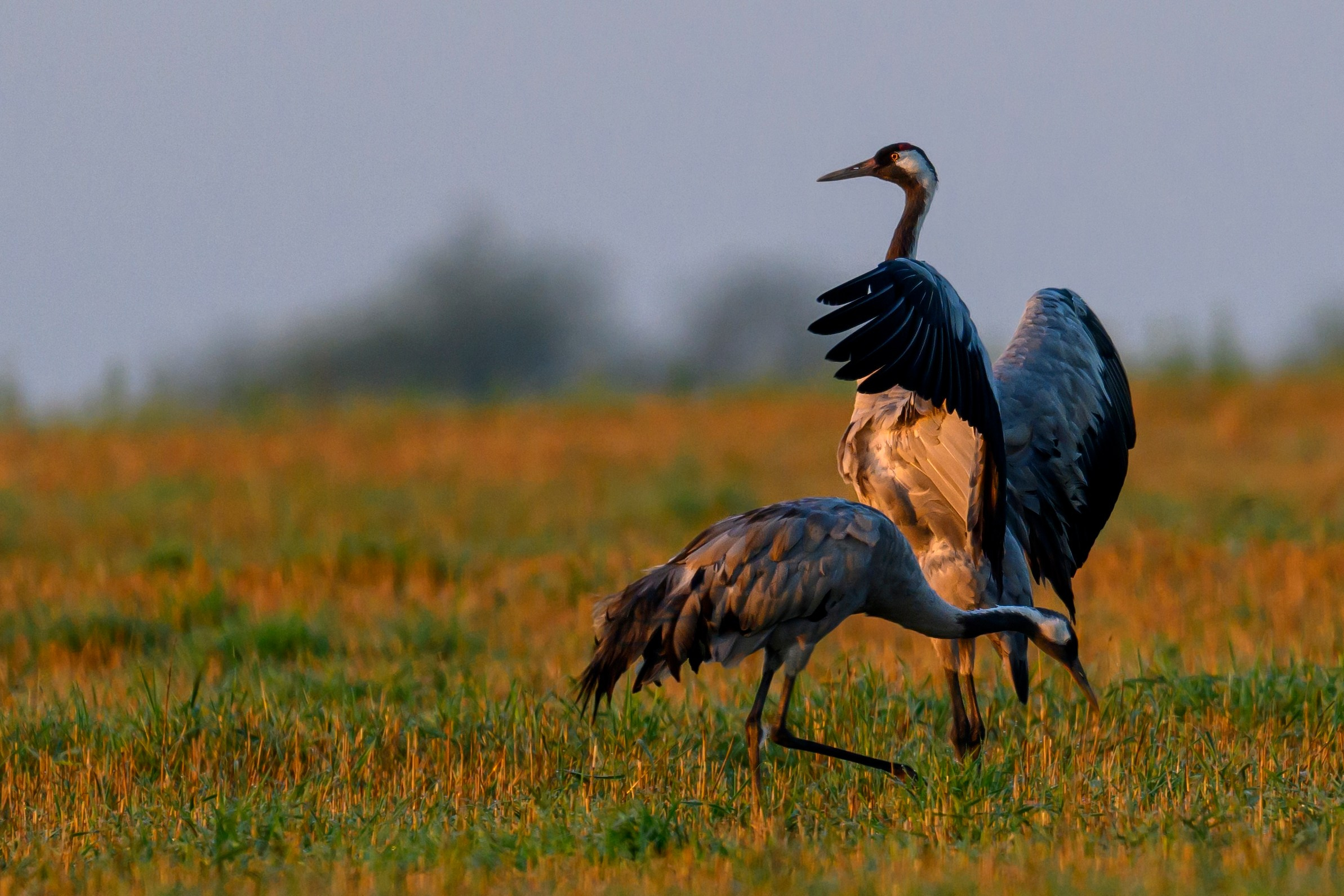 Танцы журавлей. Dances of the Cranes. Фотограф Сергей Пупонин