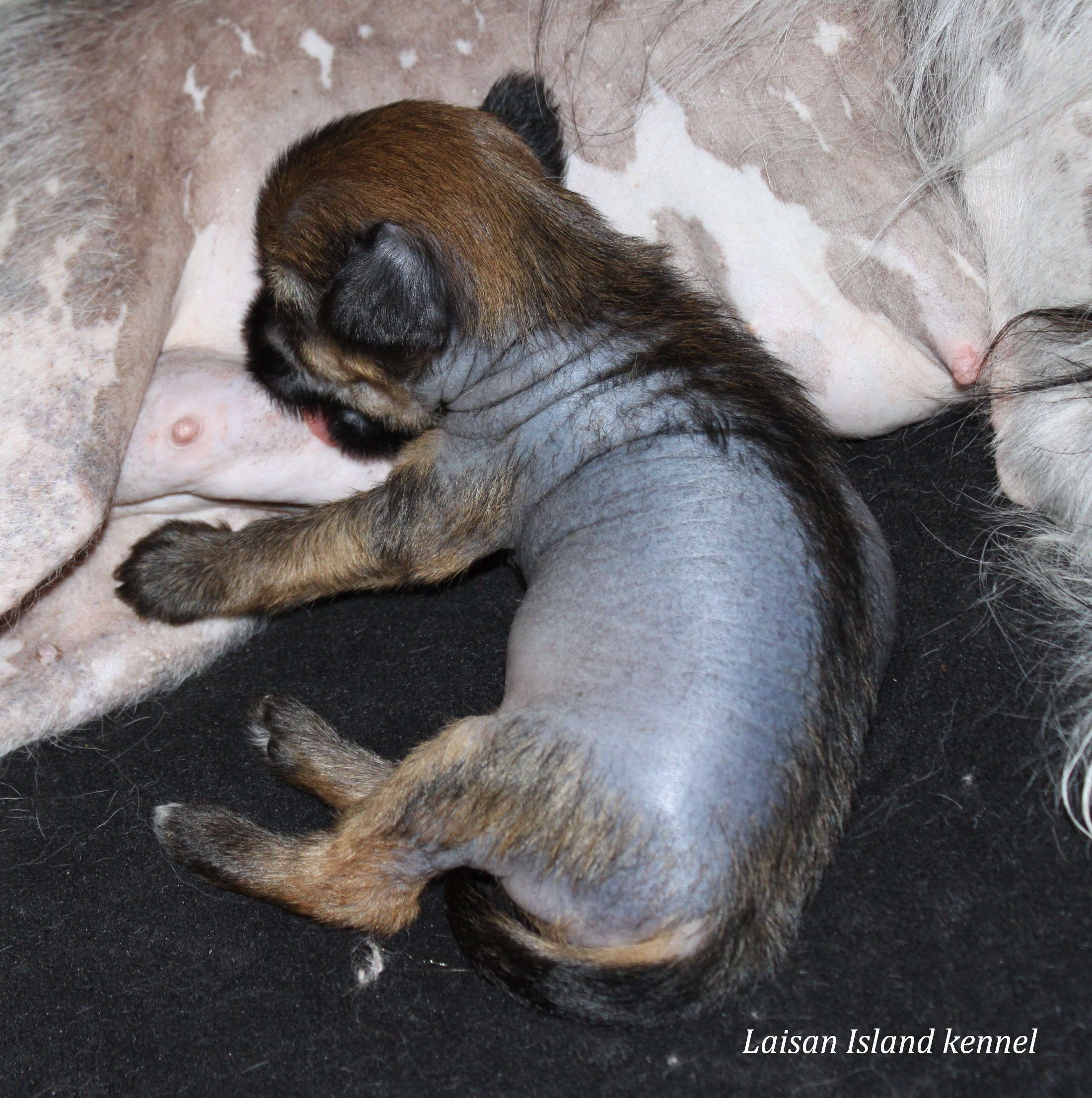 Puppies are 3 weeks old