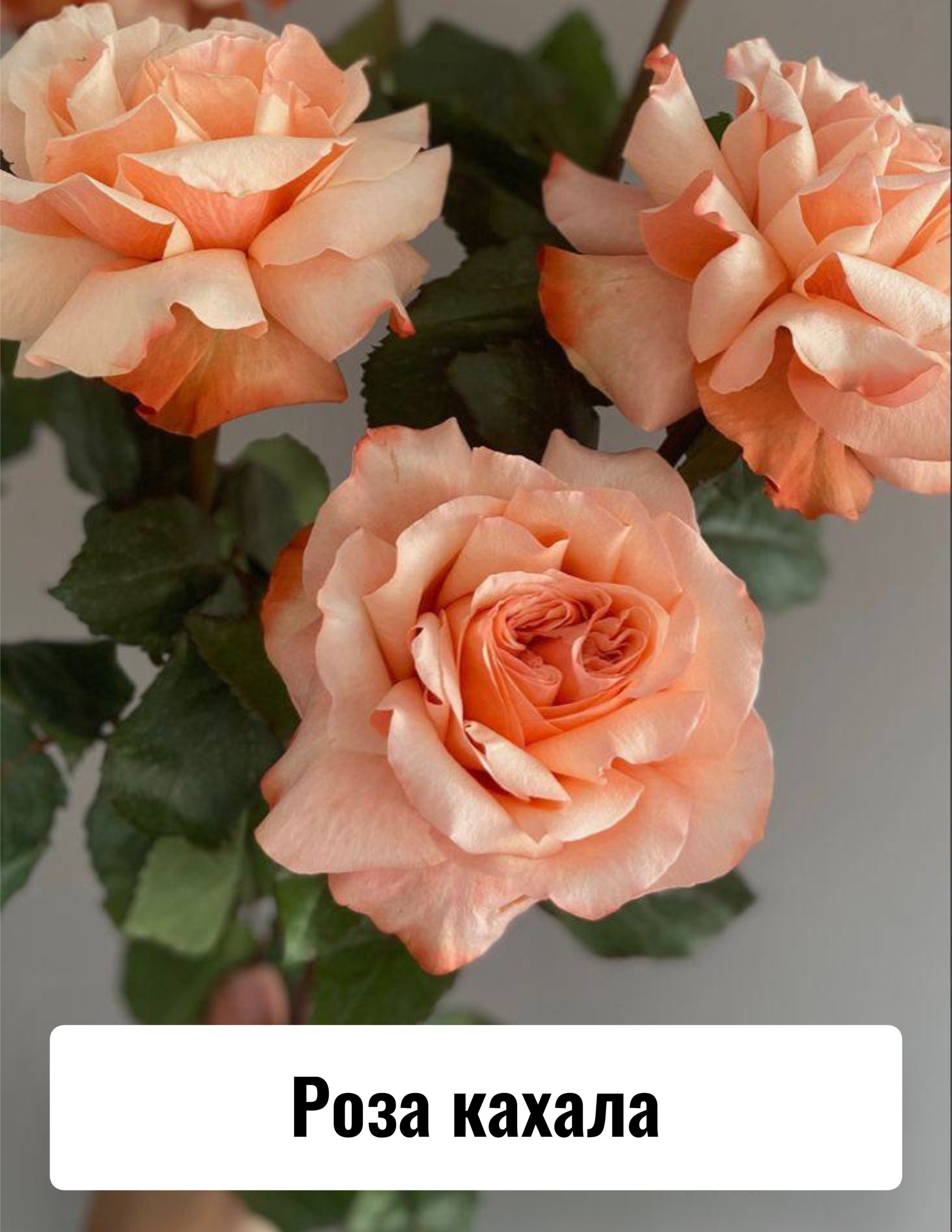 Приглашение на свадьбу