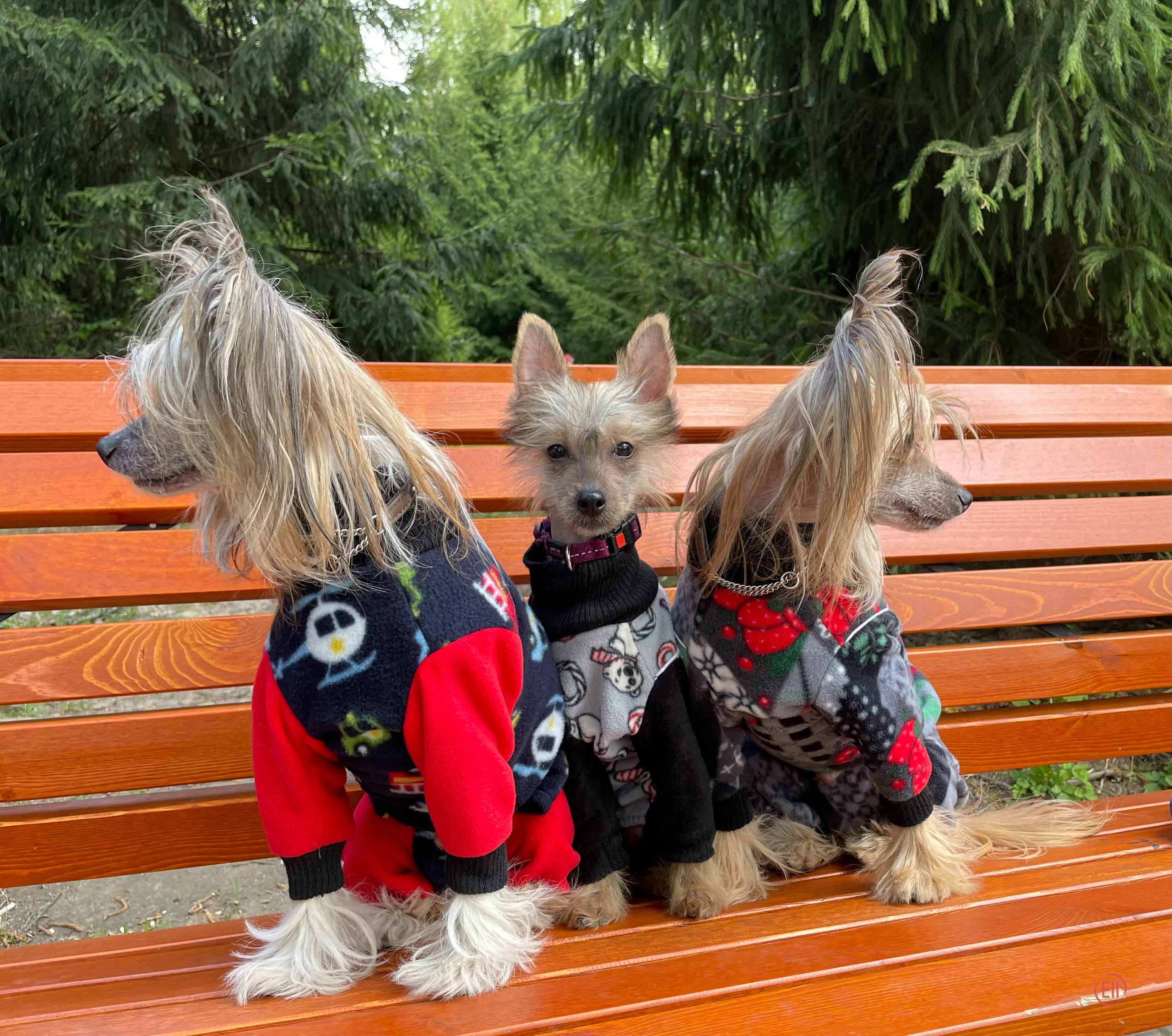 Emma, first time in the park. Poale Ell Chinese Crested Dog Kennel: Buy a puppy from the kennel