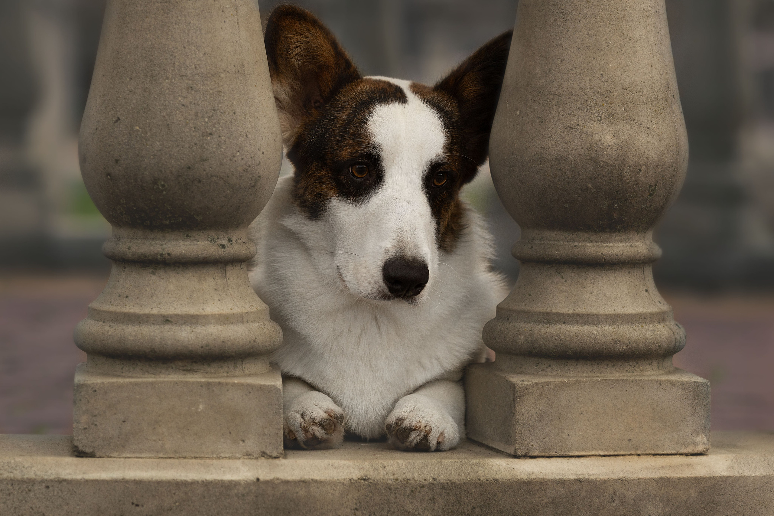 Купить щенка вельш корги кардиган из питомника Ice Fantasy. Ice Fantasy kennel: professional breeding of Siberian huskies and wels