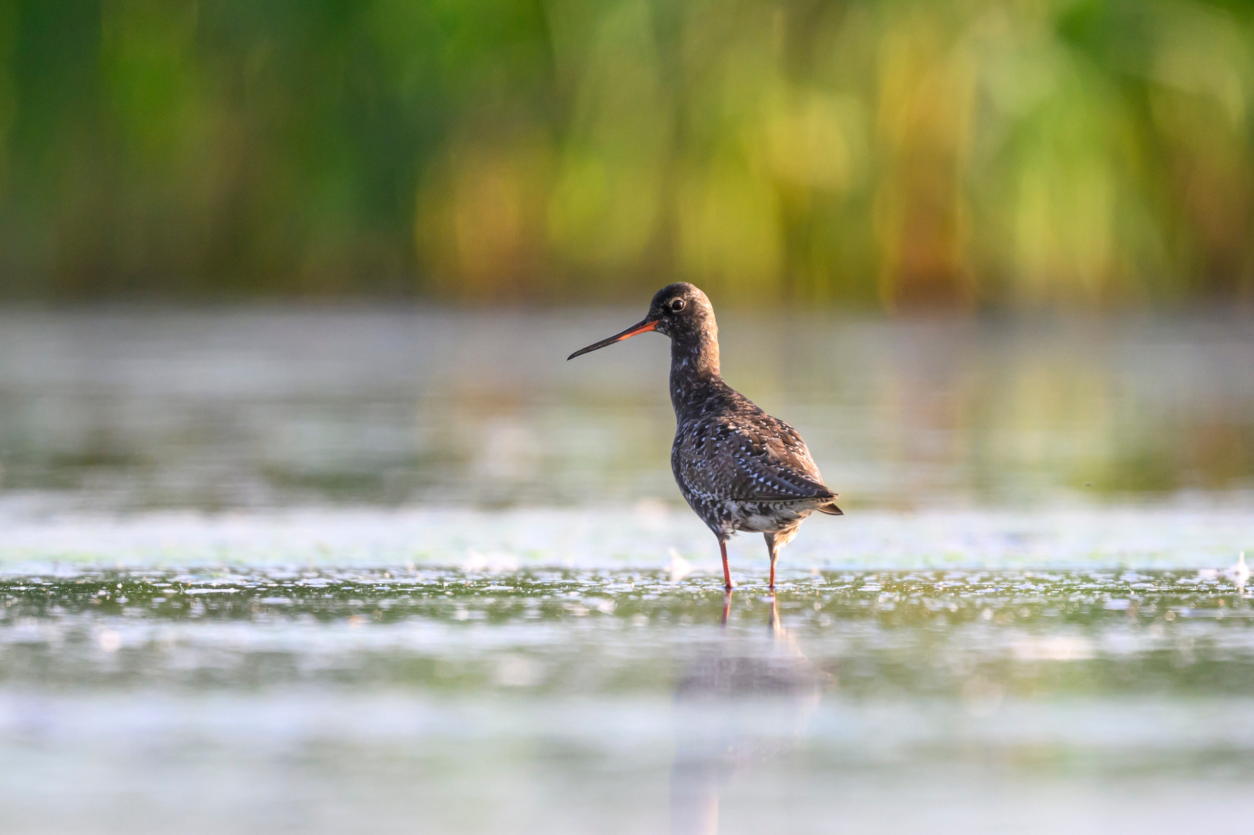 Поручейники и щеголь. Wildlife photography by Sergey Puponin