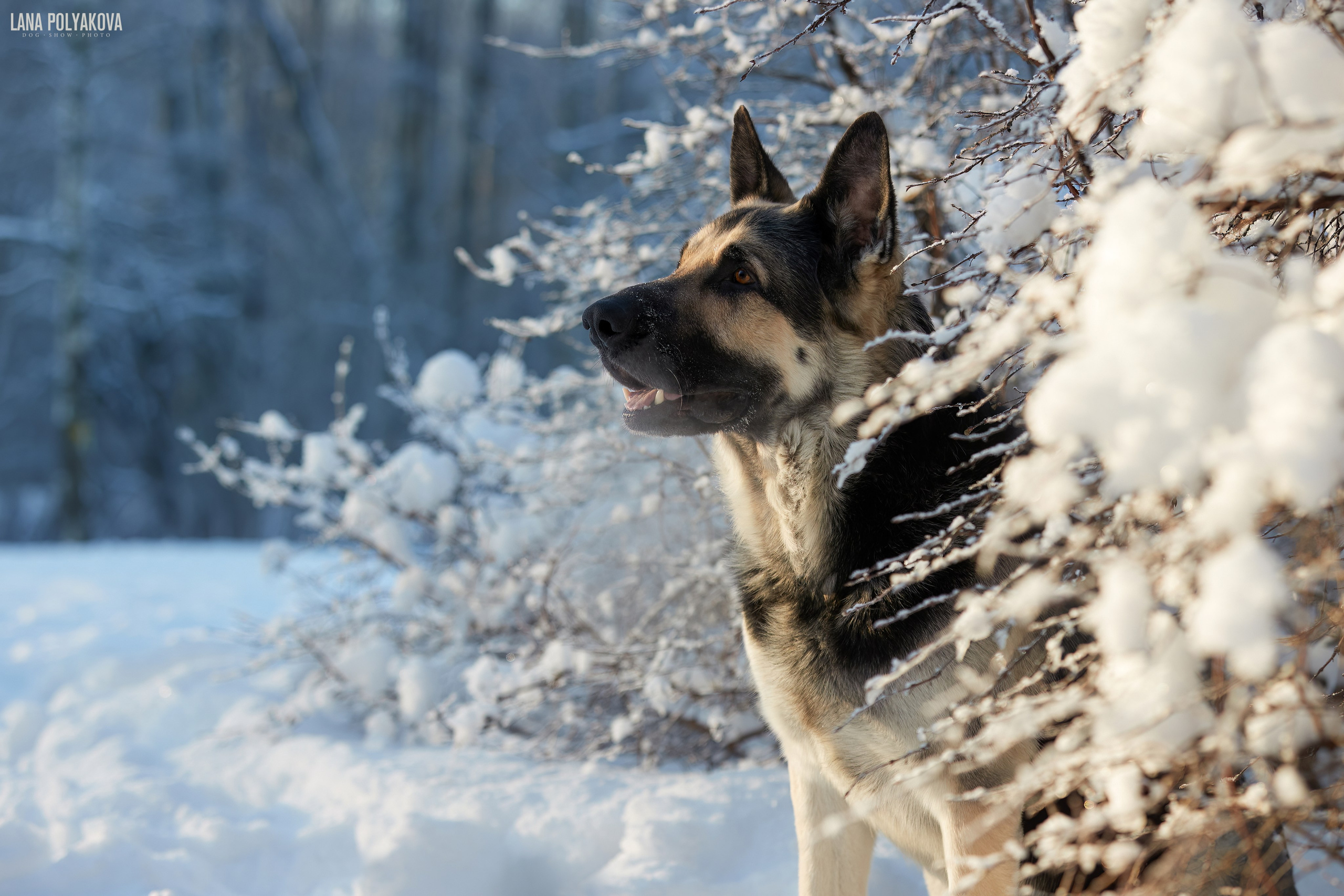 ВЫЕЗДНЫЕ ФОТОСЕССИИ СОБАК. ФОТОГРАФ-АНИМАЛИСТ l LANA POLYAKOVA