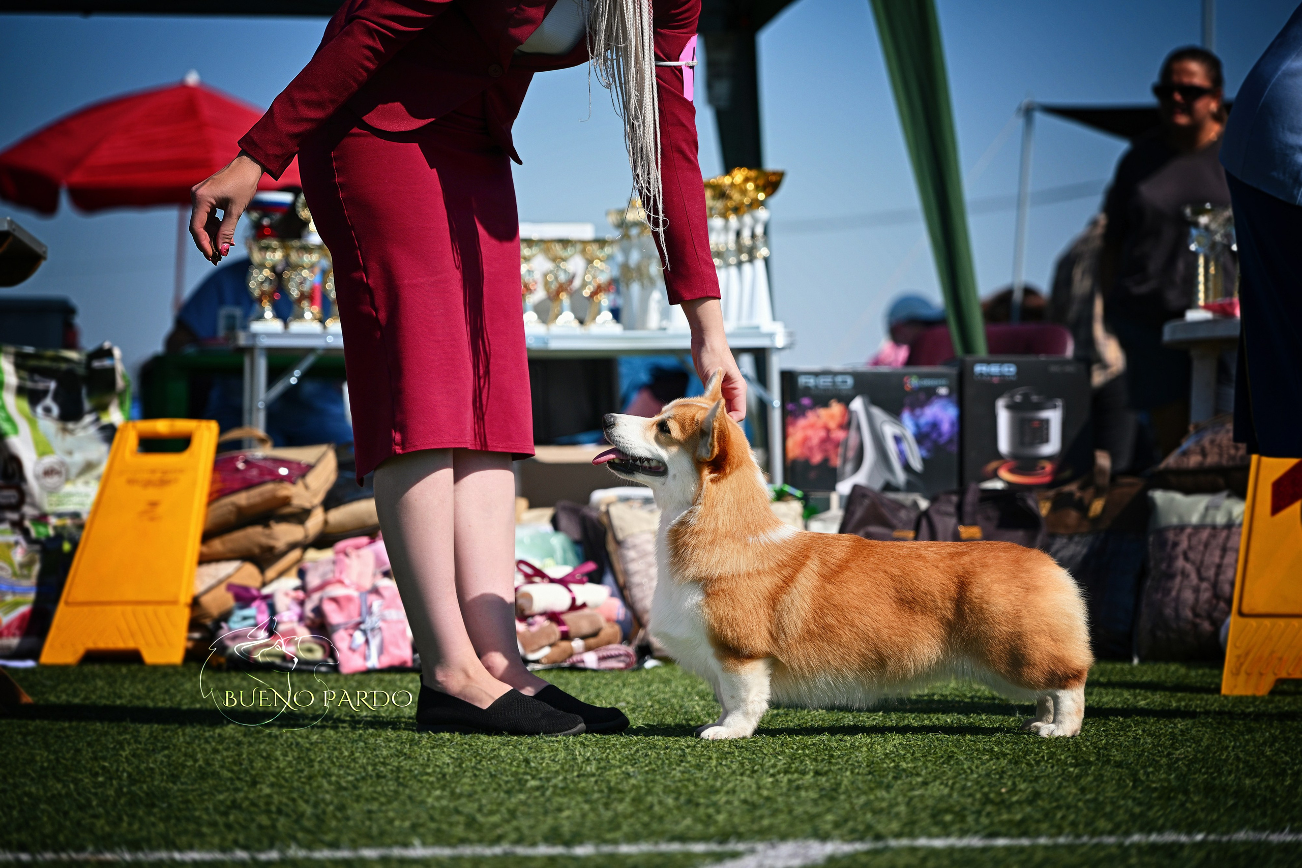 КОРГИ. Kawaii Kuma питомник собак пород Корги пемброк, Акита ину, Сиба