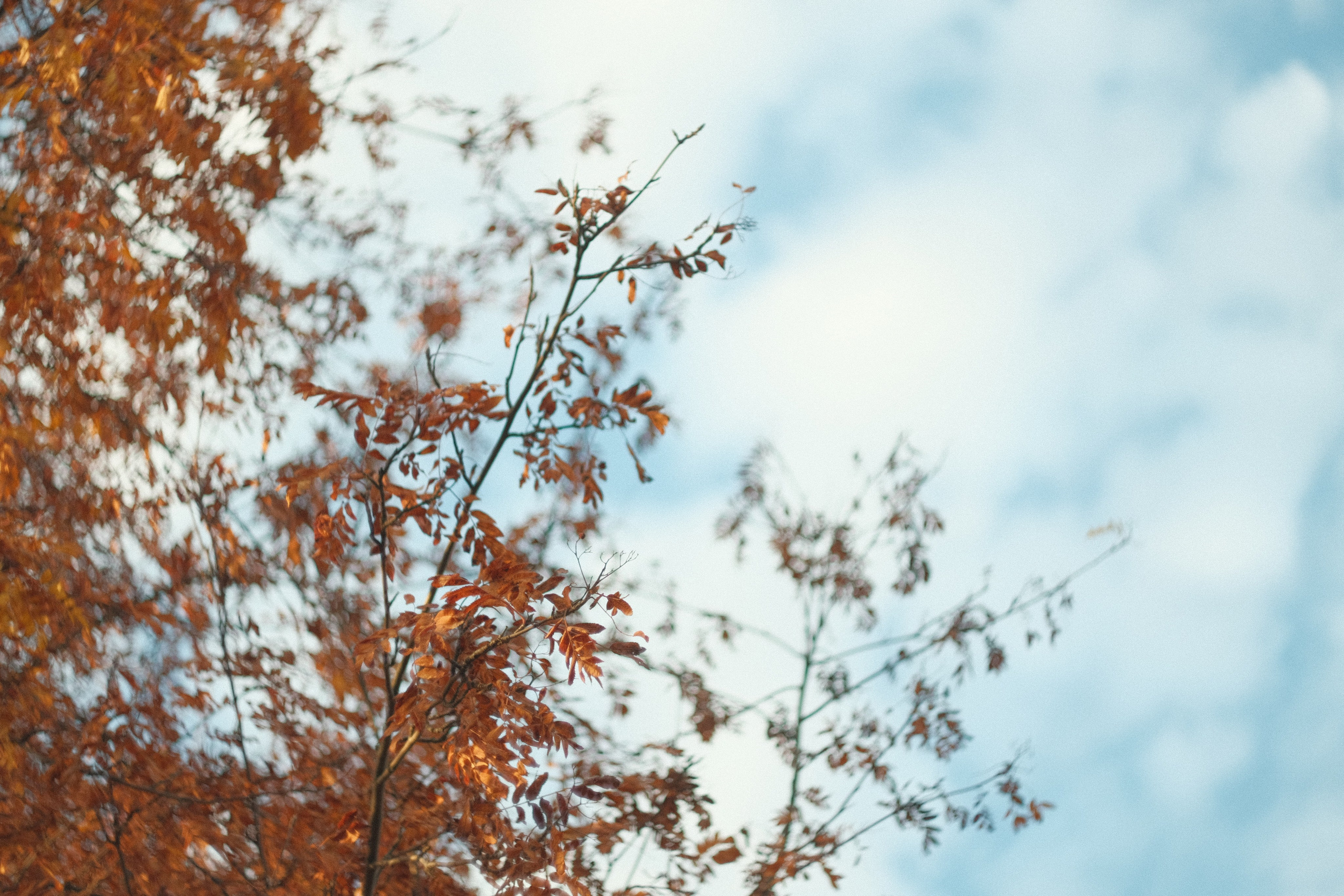 Коломенское, осень, объектив Гелиос 77м4. Фотограф в Москве Максим Скоробогатов