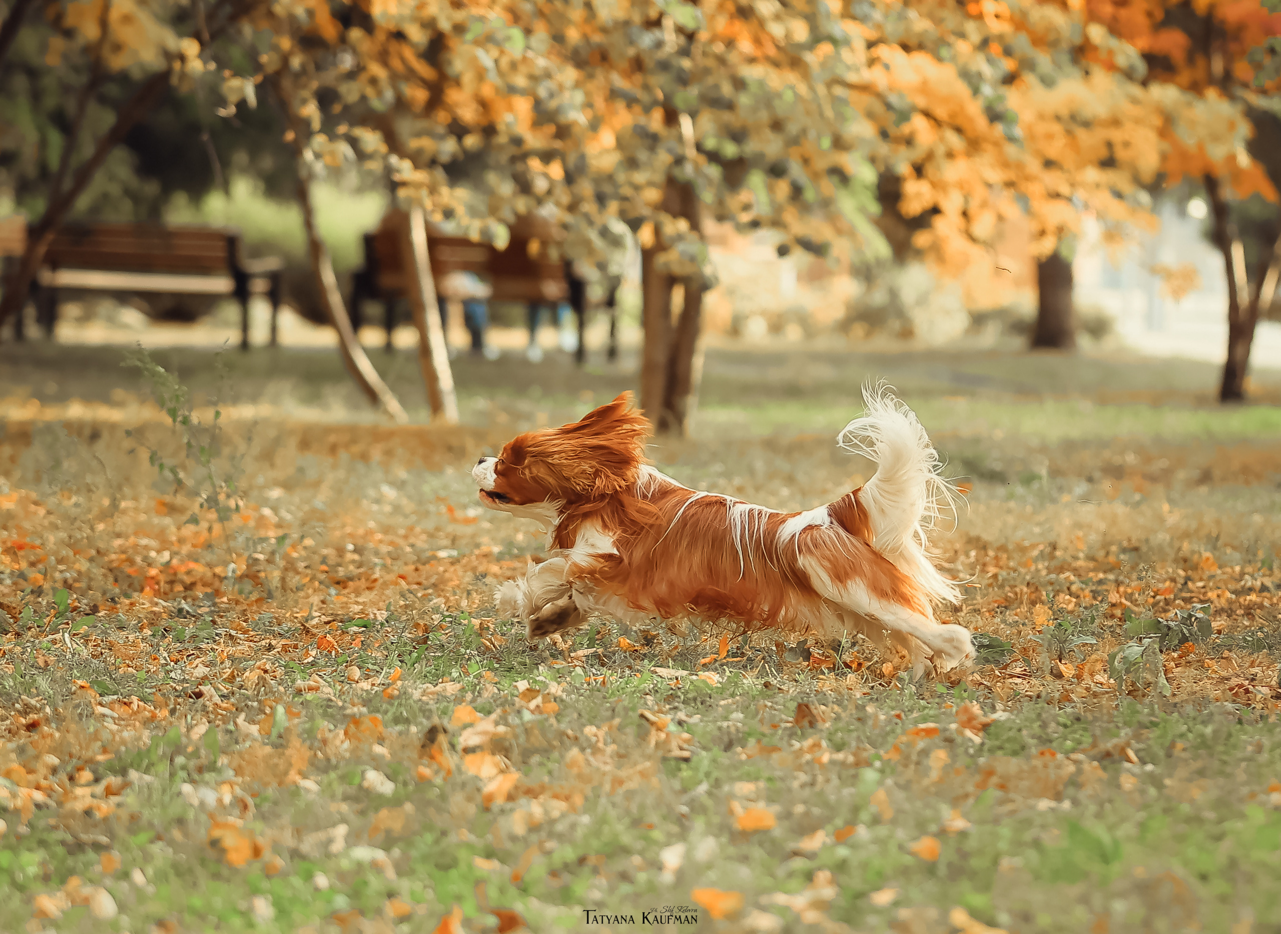 Осенние Корги и Кавалер. Фотограф Анималист из Новосибирска Татьяна Кауфман