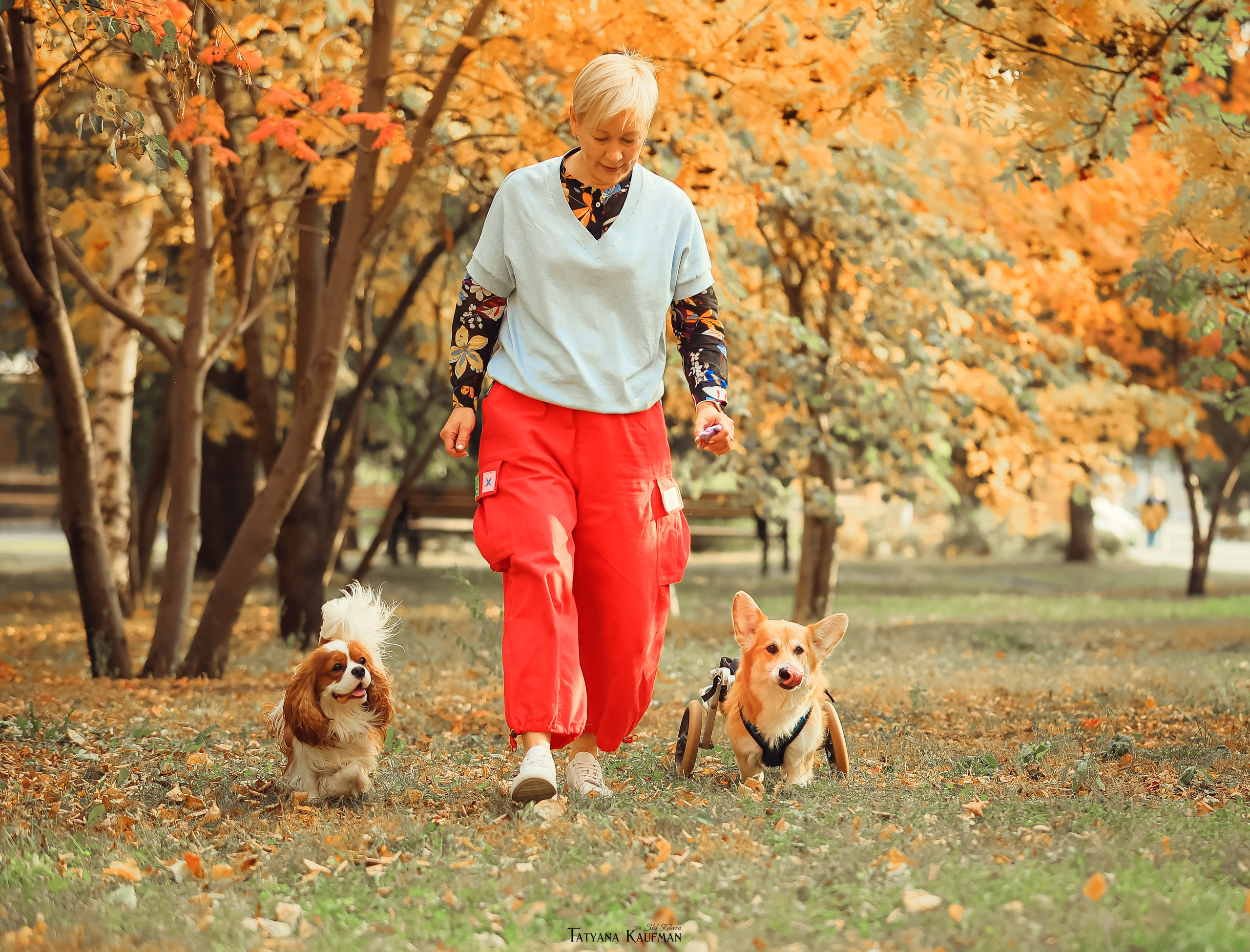 Осенние Корги и Кавалер. Фотограф Анималист из Новосибирска Татьяна Кауфман