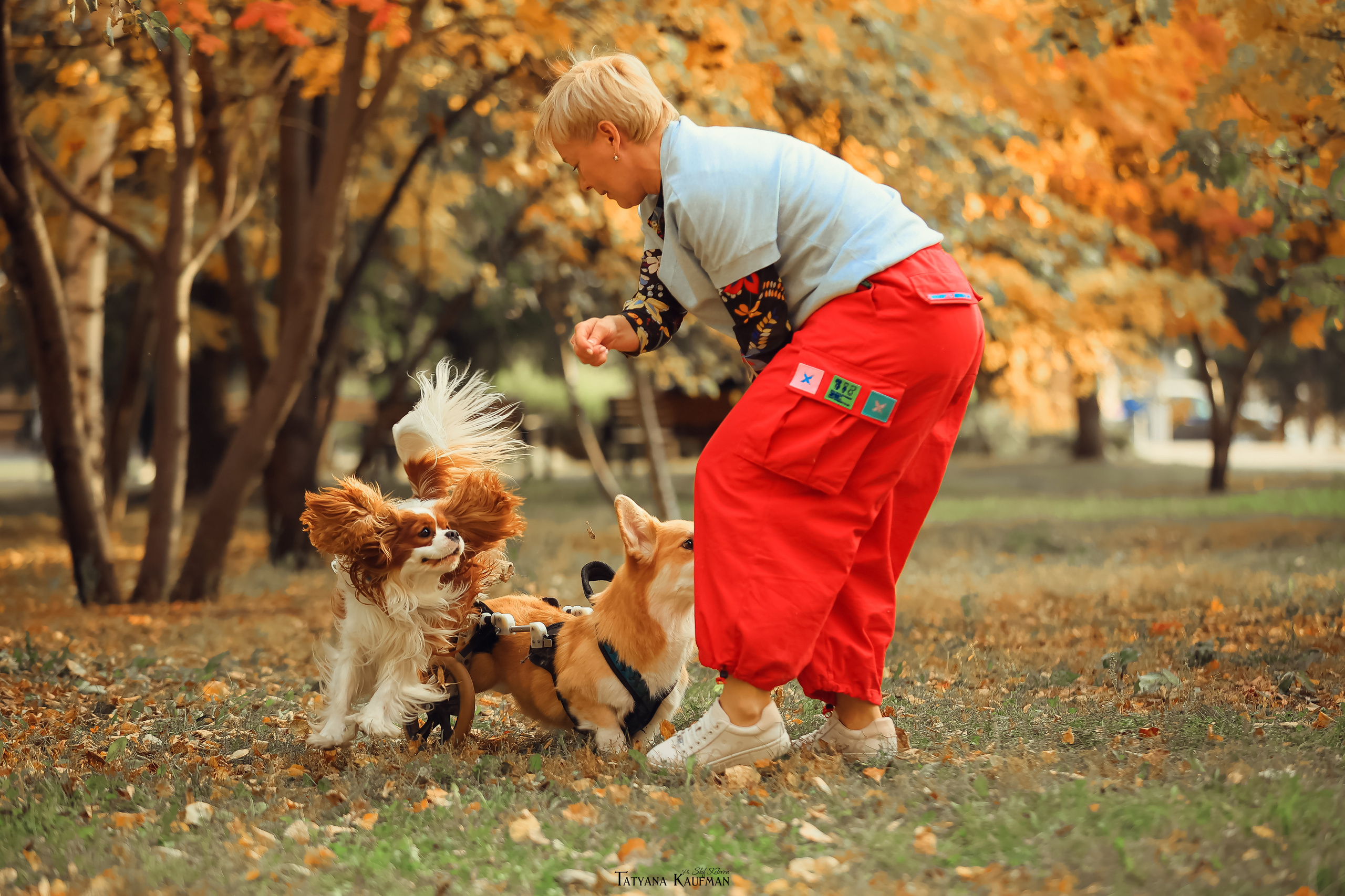 Осенние Корги и Кавалер. Фотограф Анималист из Новосибирска Татьяна Кауфман