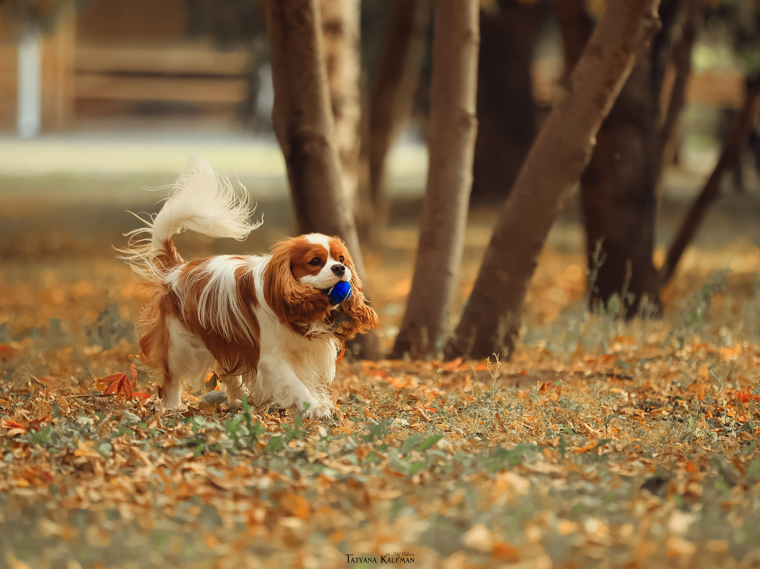 Осенние Корги и Кавалер. Фотограф Анималист из Новосибирска Татьяна Кауфман