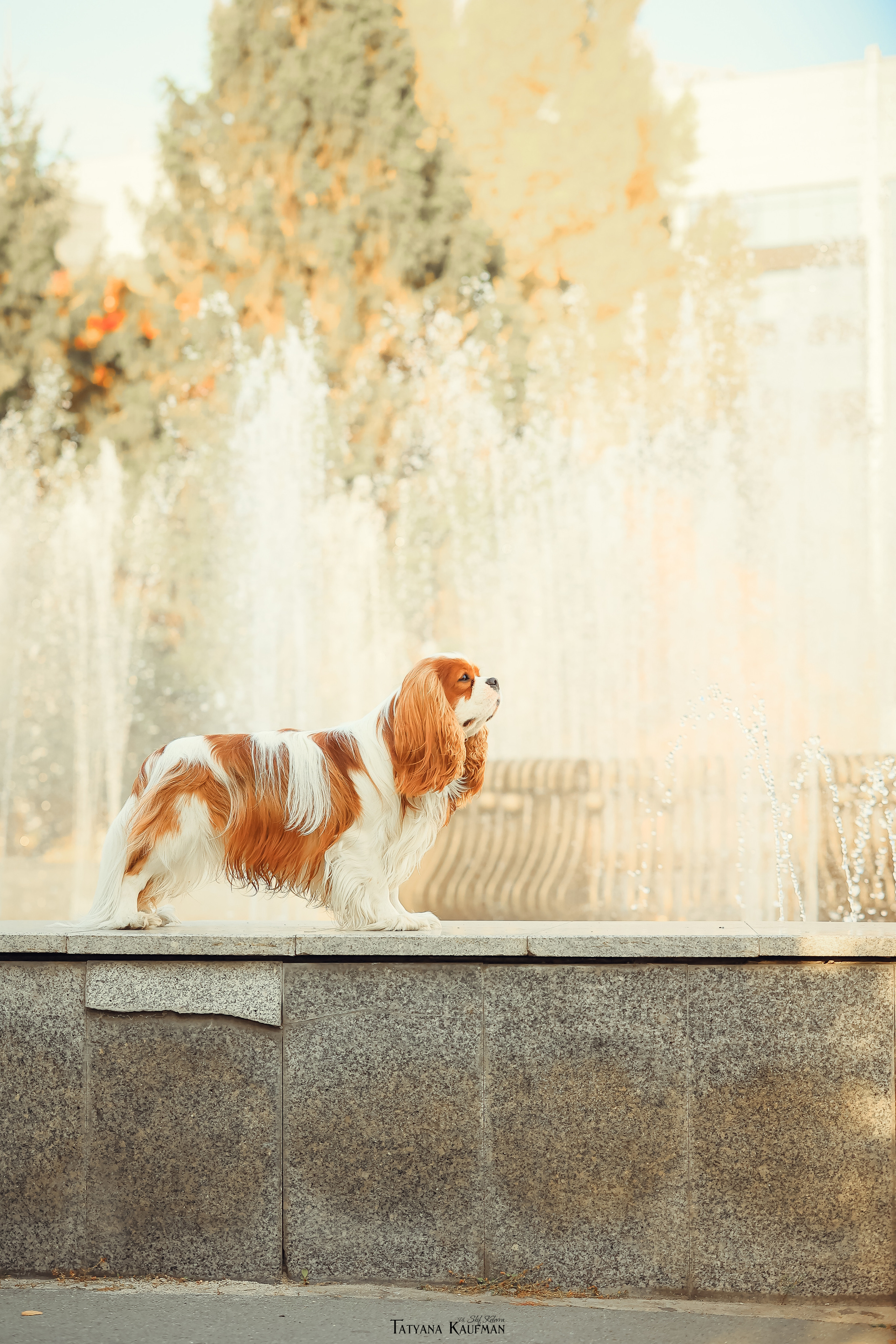 Осенние Корги и Кавалер. Фотограф Анималист из Новосибирска Татьяна Кауфман