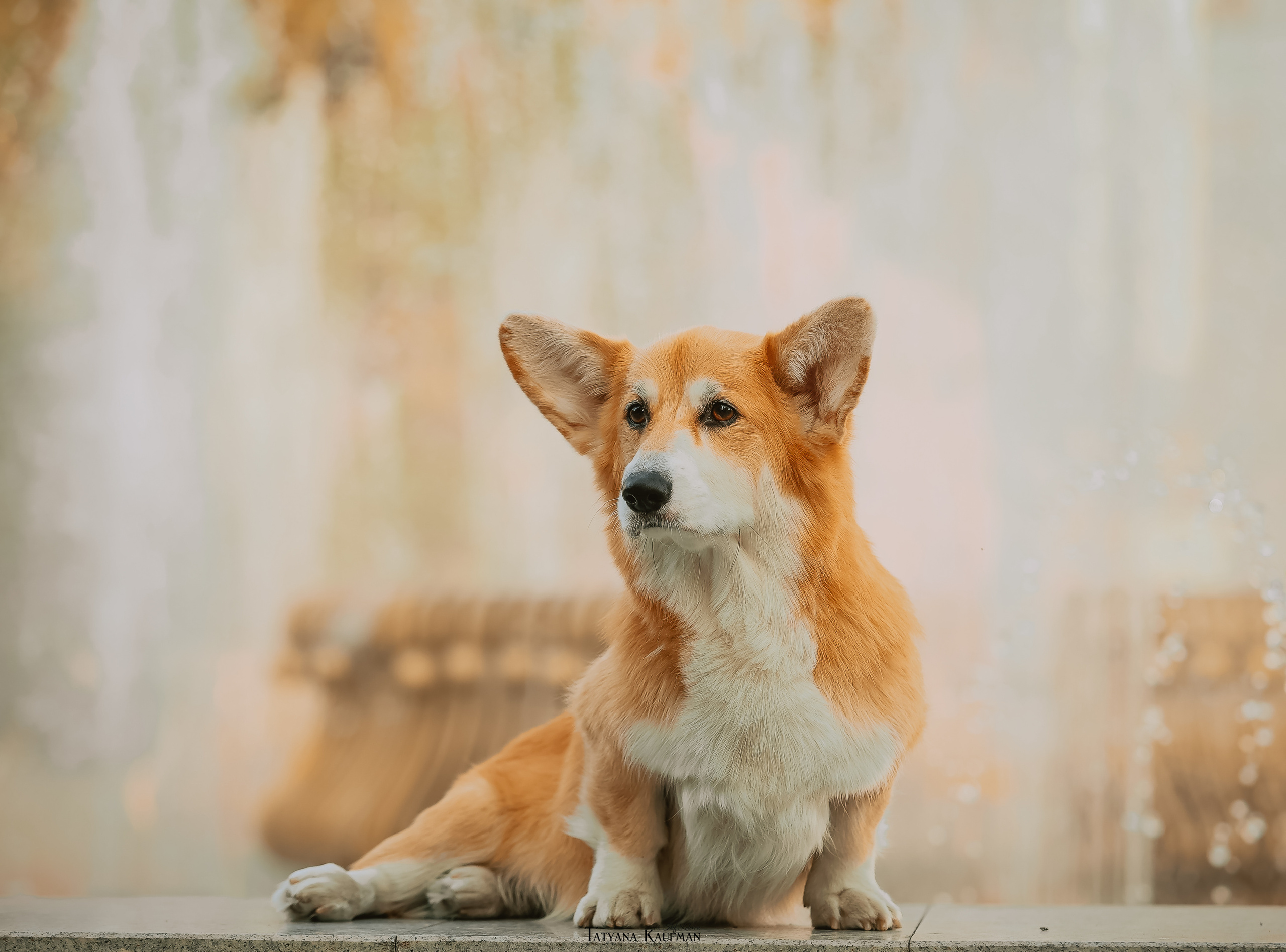 Осенние Корги и Кавалер. Фотограф Анималист из Новосибирска Татьяна Кауфман