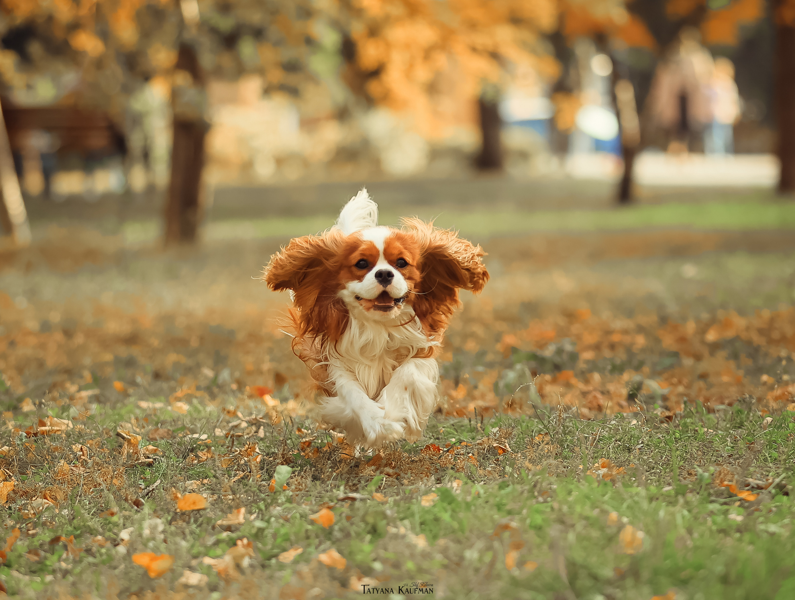 Осенние Корги и Кавалер. Фотограф Анималист из Новосибирска Татьяна Кауфман