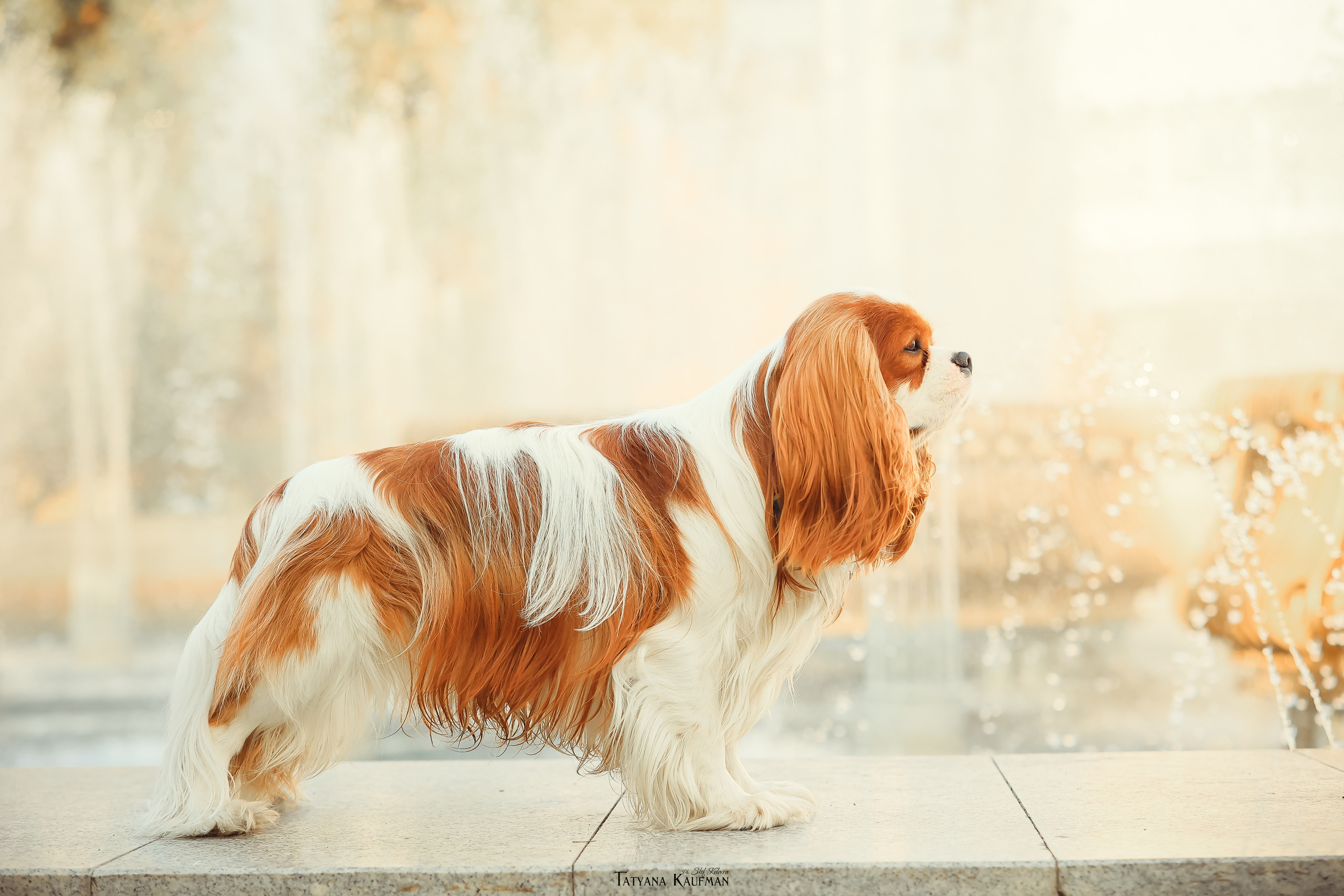 Осенние Корги и Кавалер. Фотограф Анималист из Новосибирска Татьяна Кауфман
