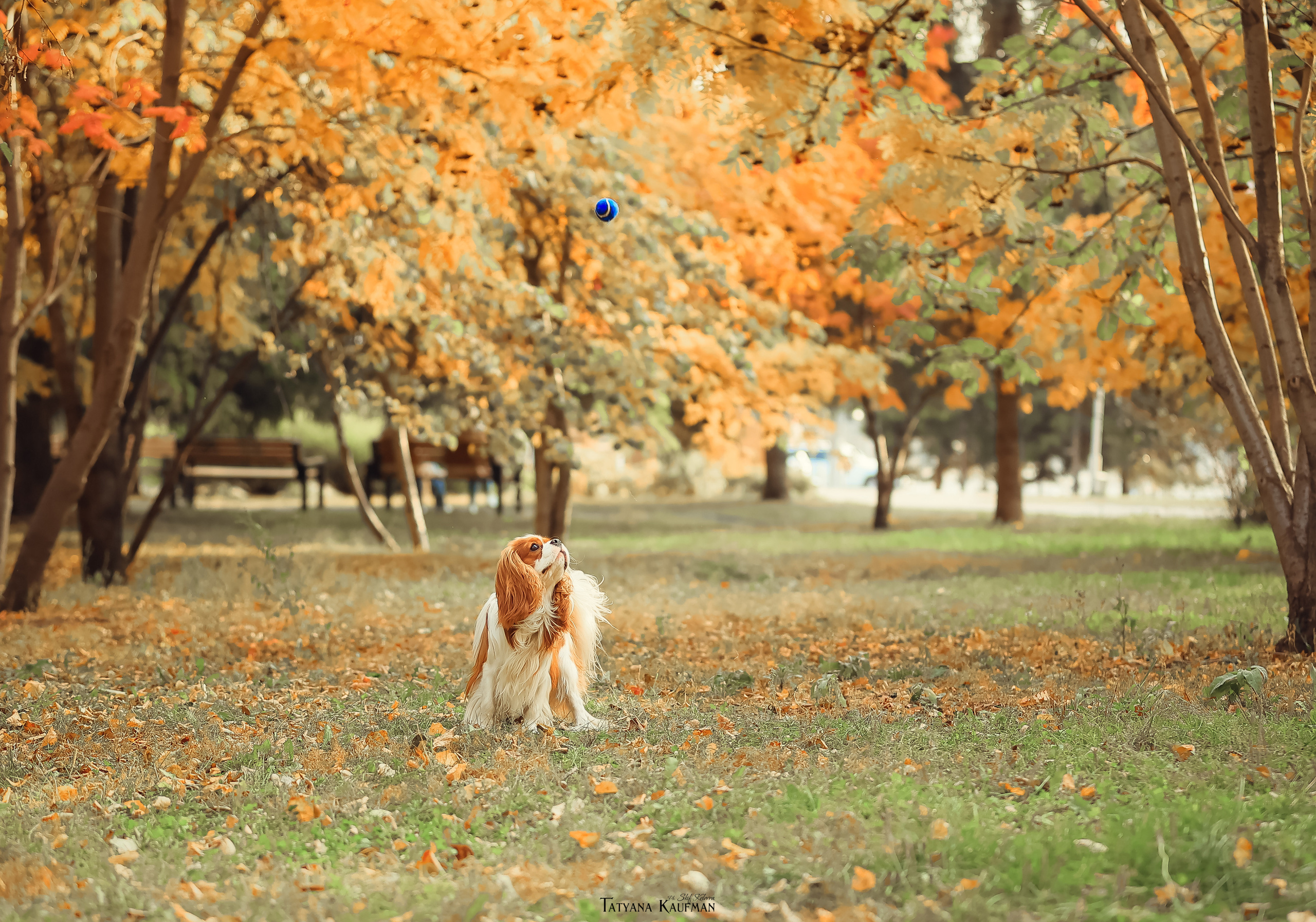 Осенние Корги и Кавалер. Фотограф Анималист из Новосибирска Татьяна Кауфман