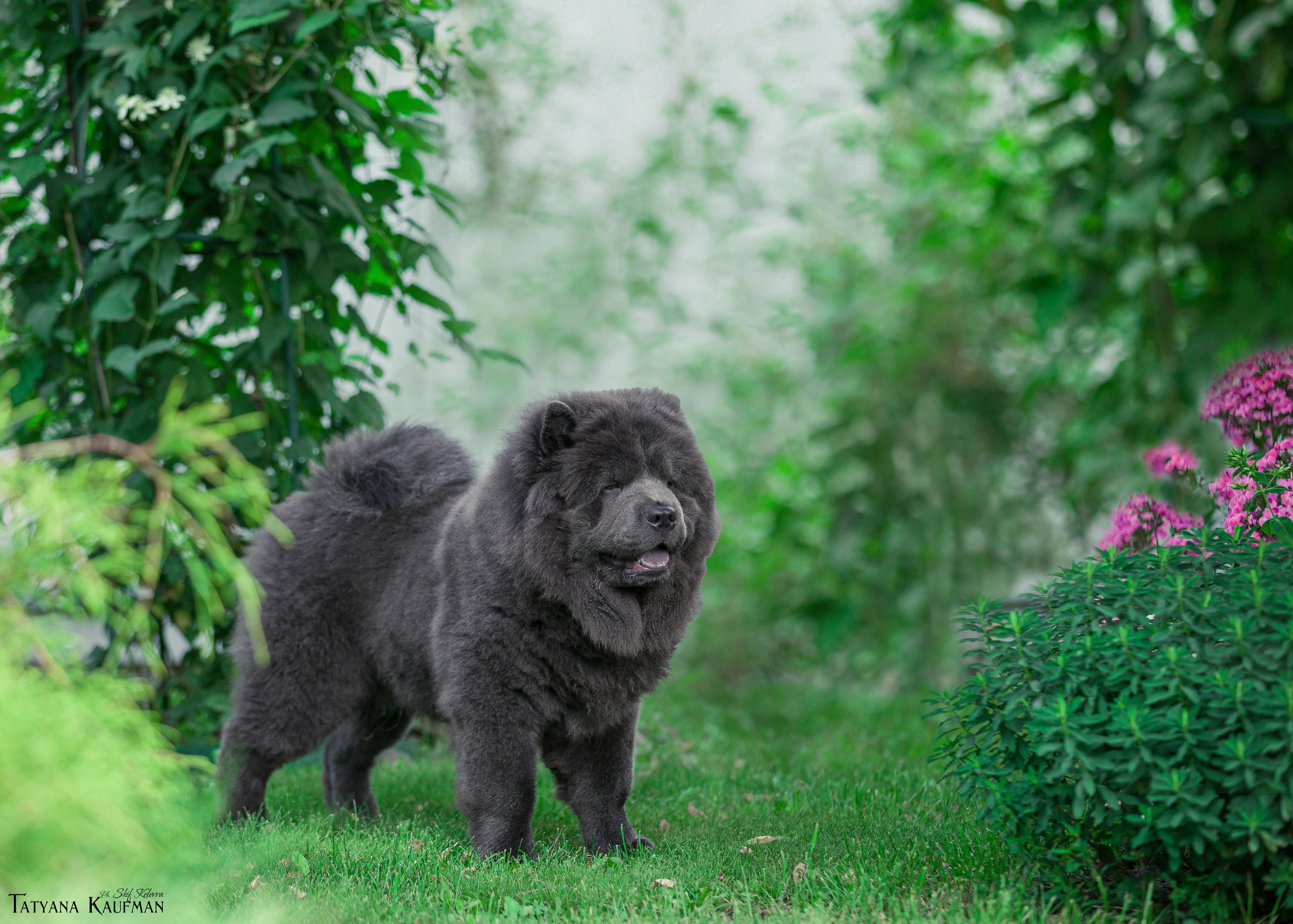 Фотосессия чау-чау. Фотограф Анималист из Новосибирска Татьяна Кауфман