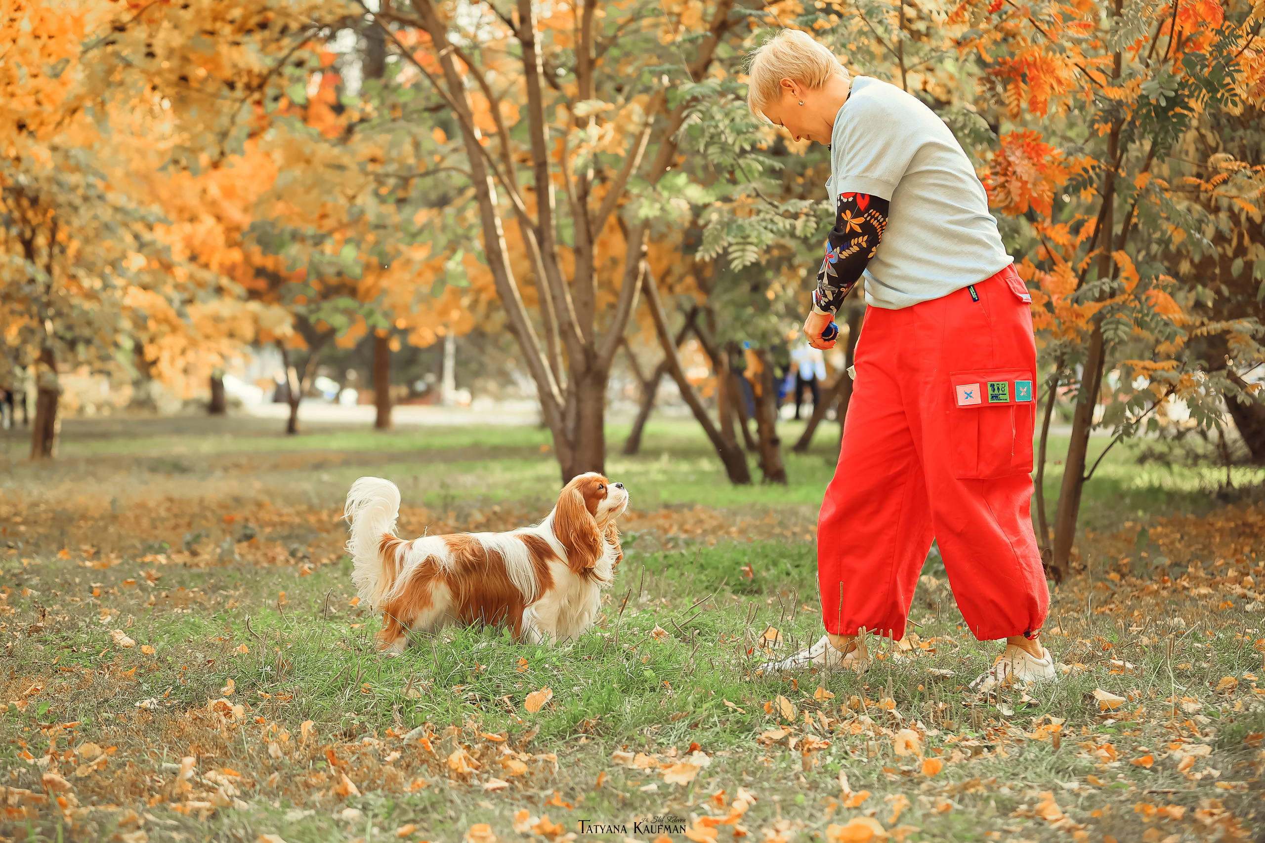 Осенние Корги и Кавалер. Фотограф Анималист из Новосибирска Татьяна Кауфман