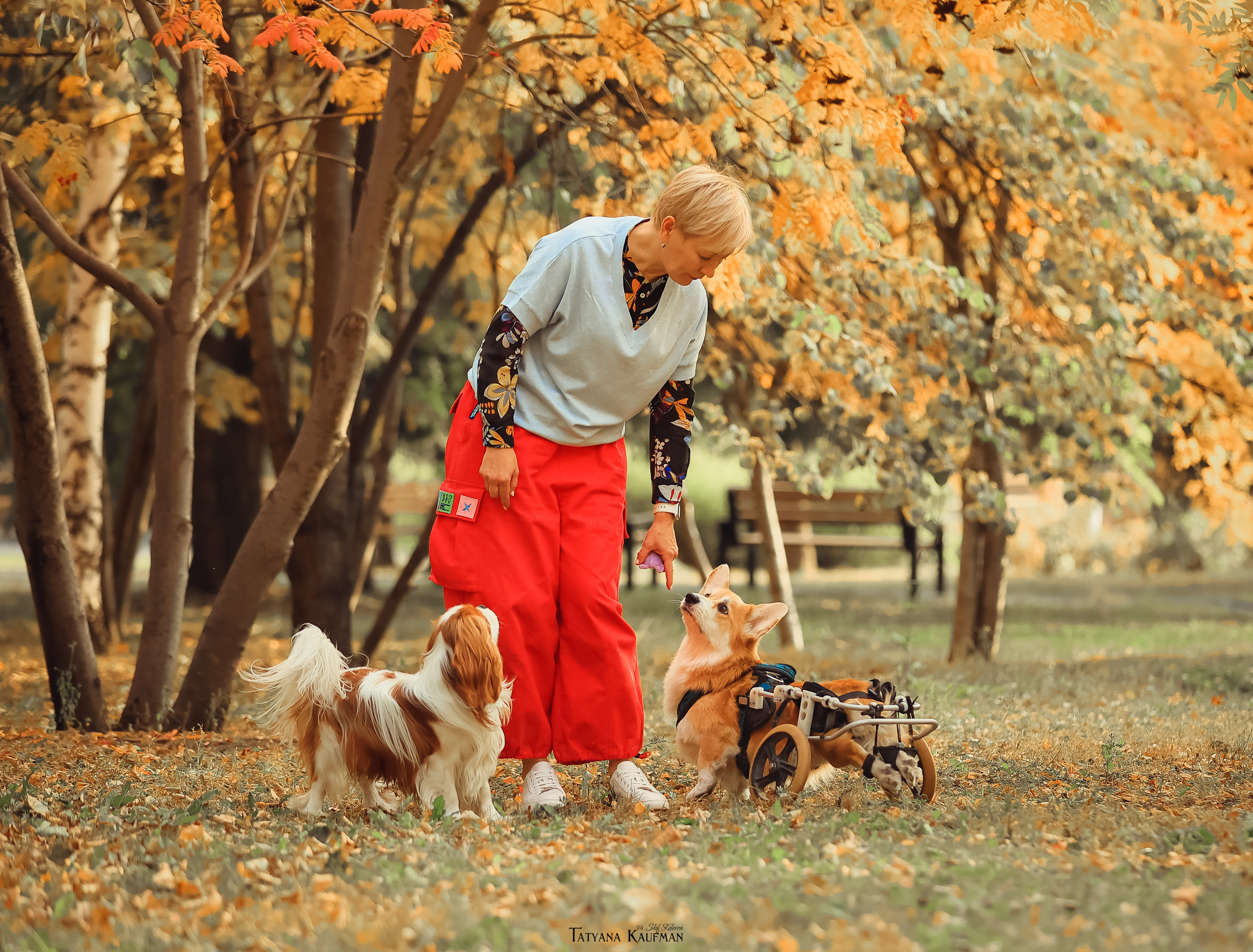 Осенние Корги и Кавалер. Фотограф Анималист из Новосибирска Татьяна Кауфман