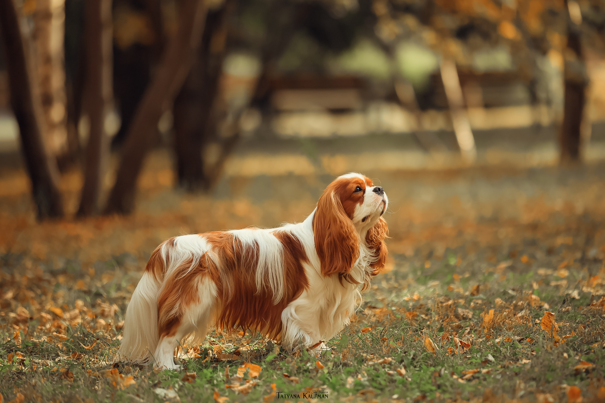 Осенние Корги и Кавалер. Фотограф Анималист из Новосибирска Татьяна Кауфман